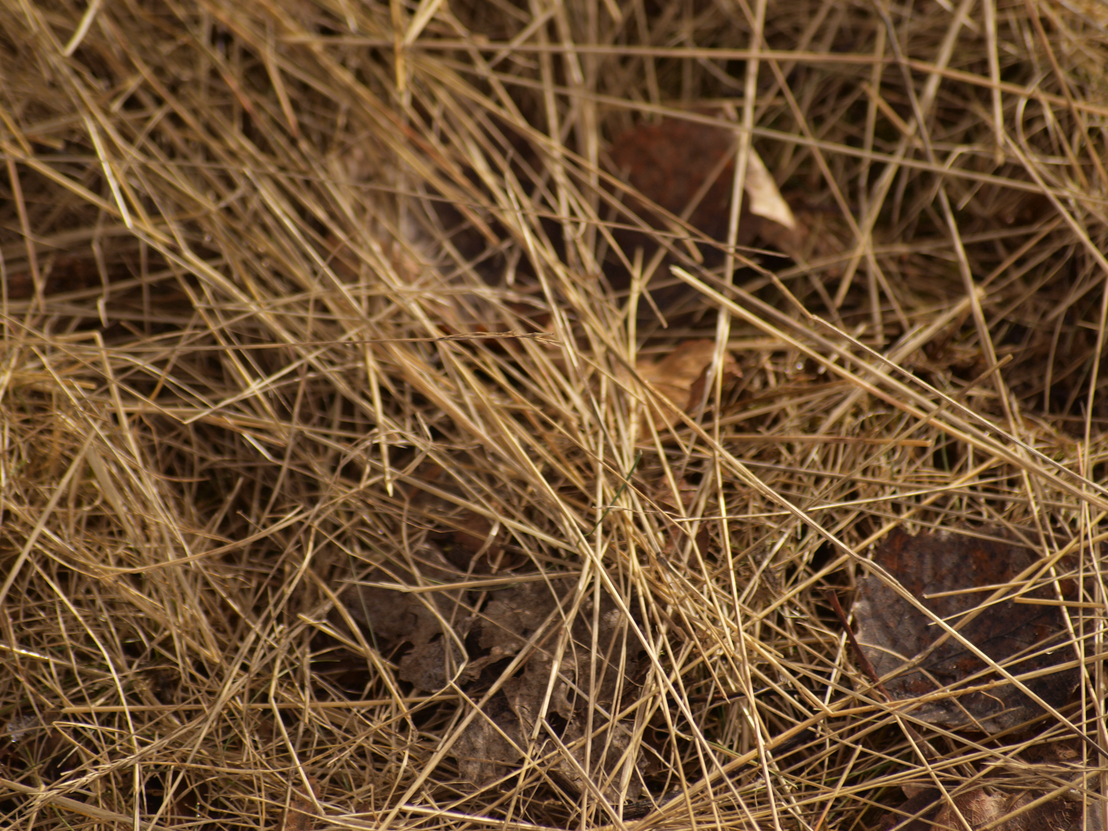 Yellow Grass Texture, Dead, Grass, Nature, Texture, HQ Photo