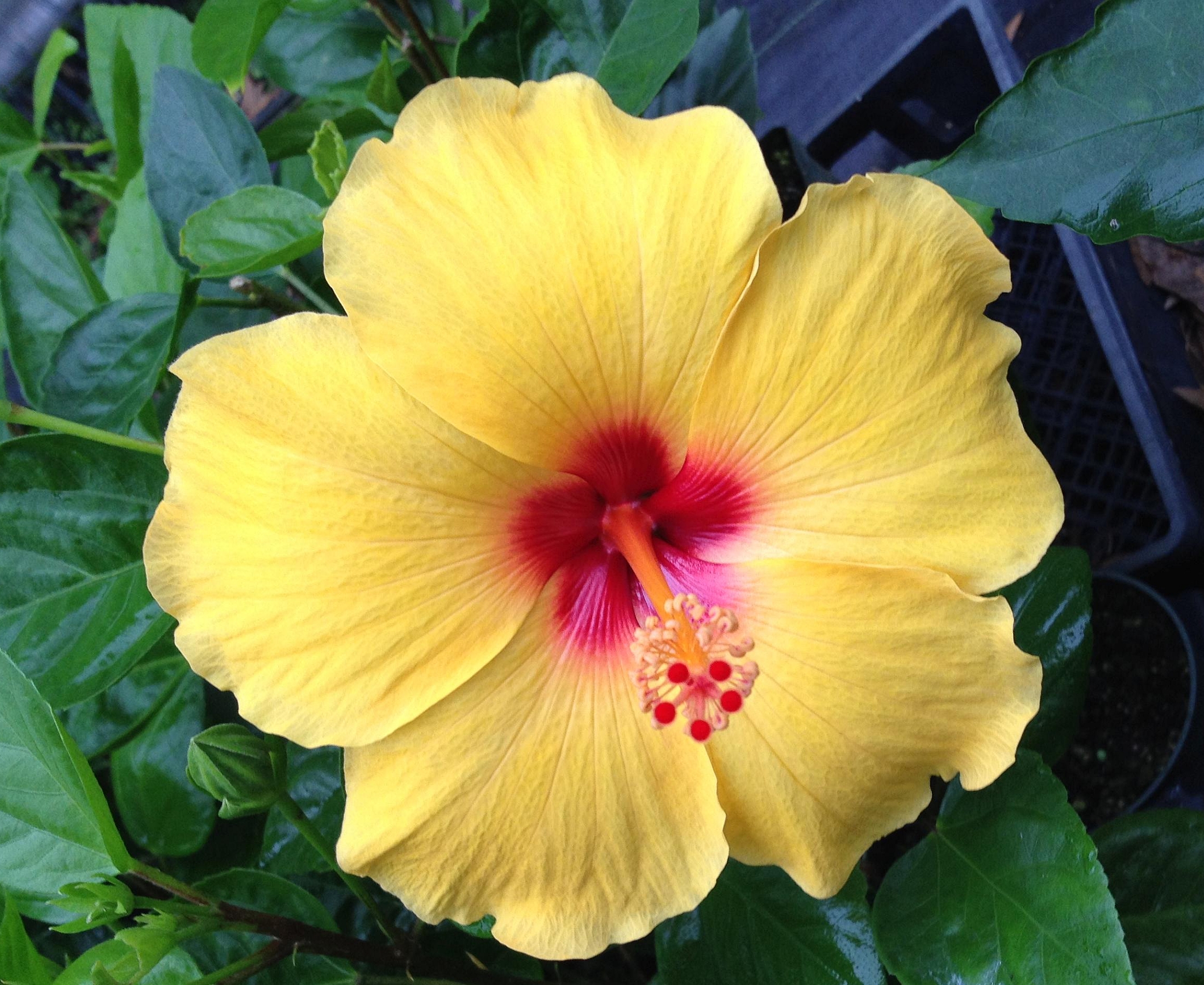 SANIBEL Tropical Hibiscus Live Plant Large Golden Yellow Red Throat ...