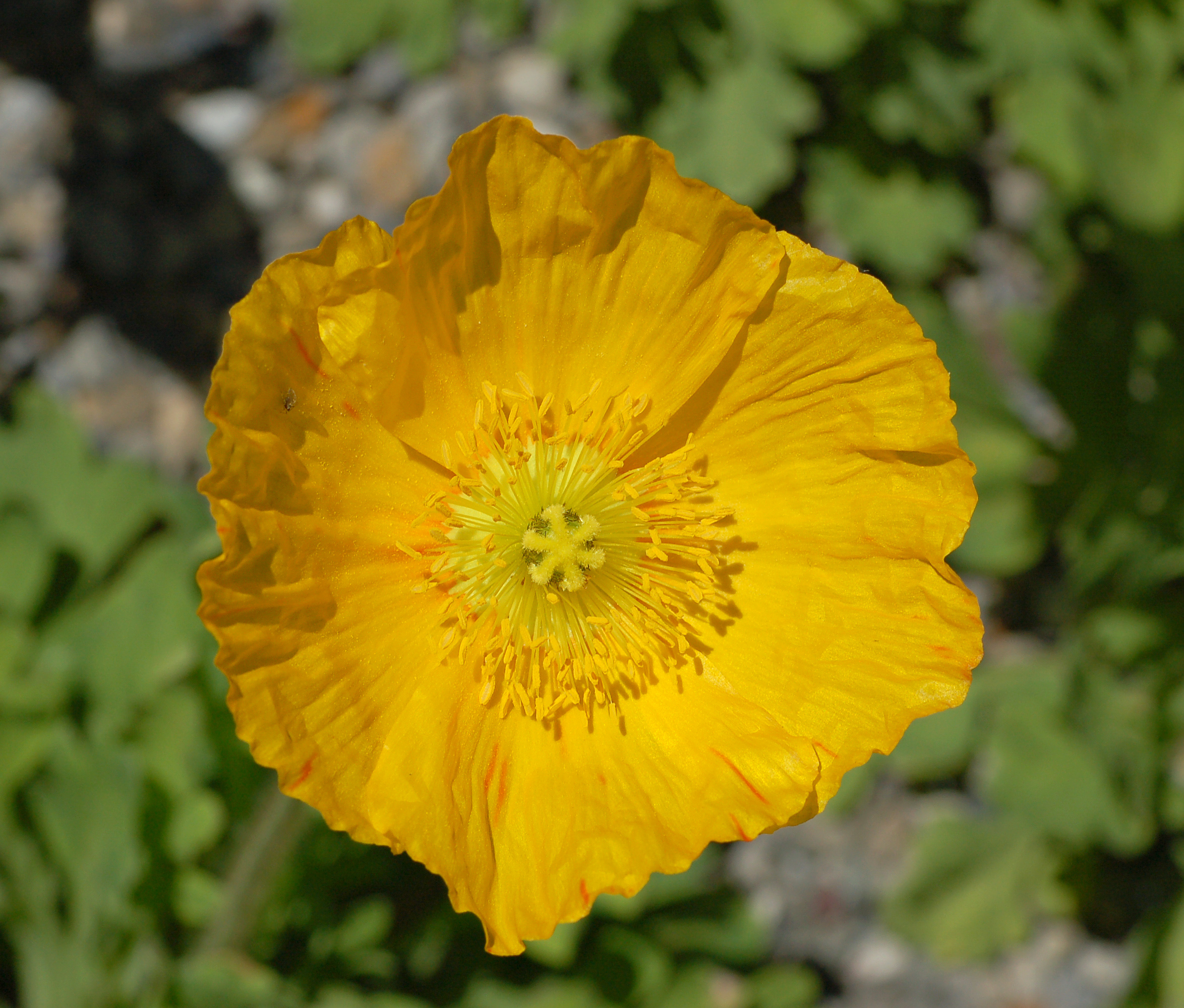 File:Iceland Poppy Papaver nudicaule 'Champagne Bubbles' Yellow Top ...