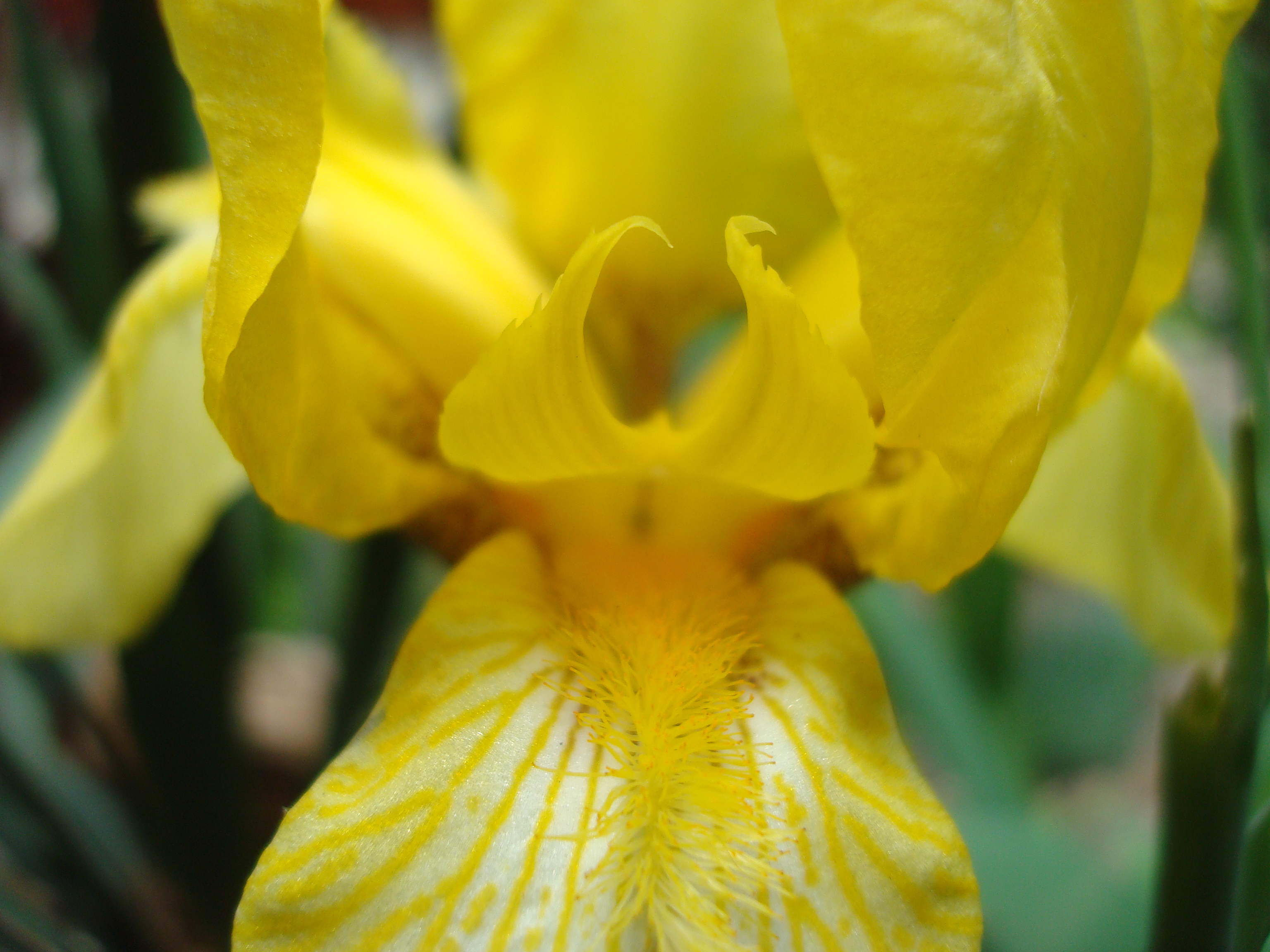 Yellow iris flower macro photo