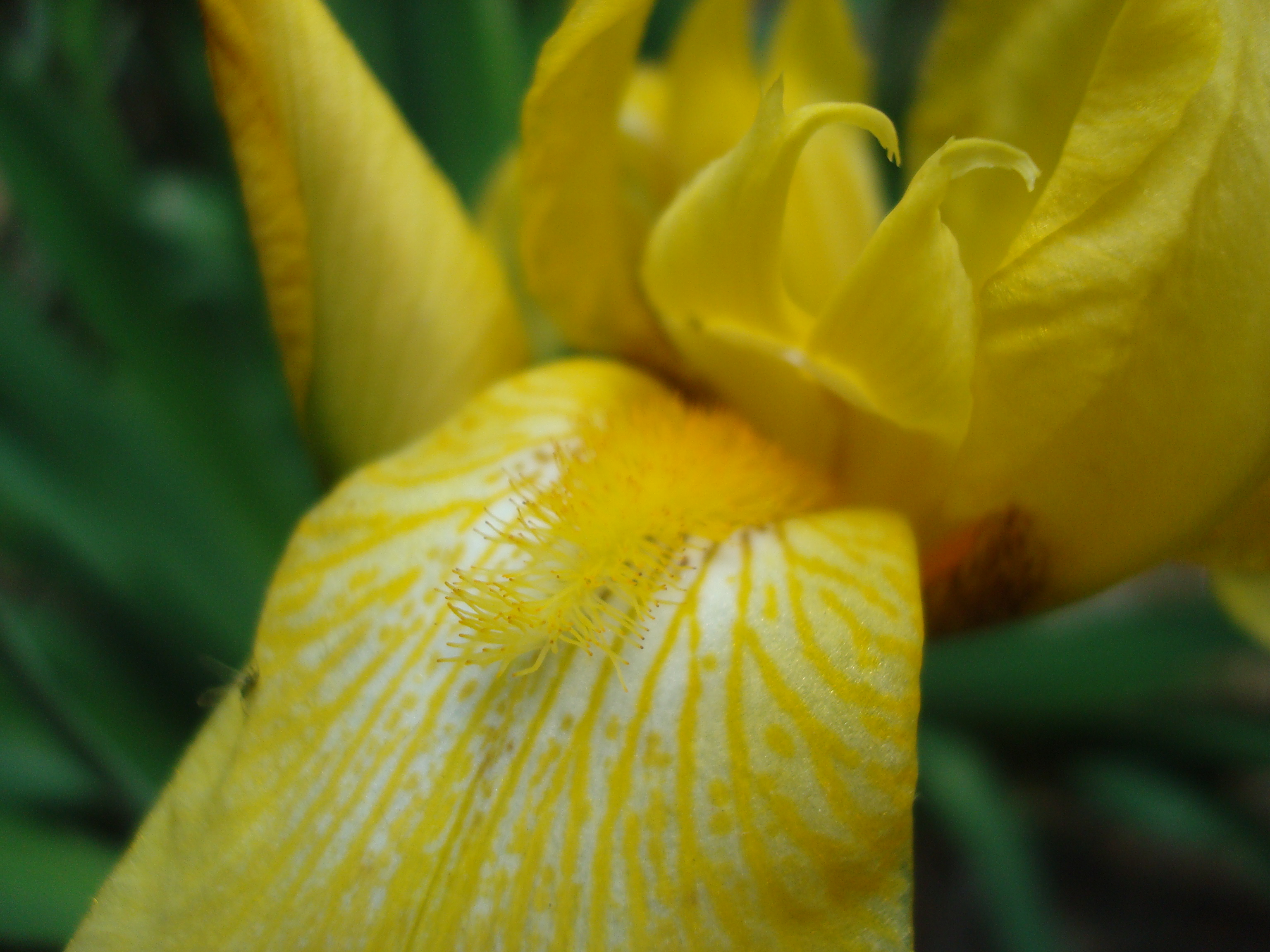 Yellow iris flower macro photo