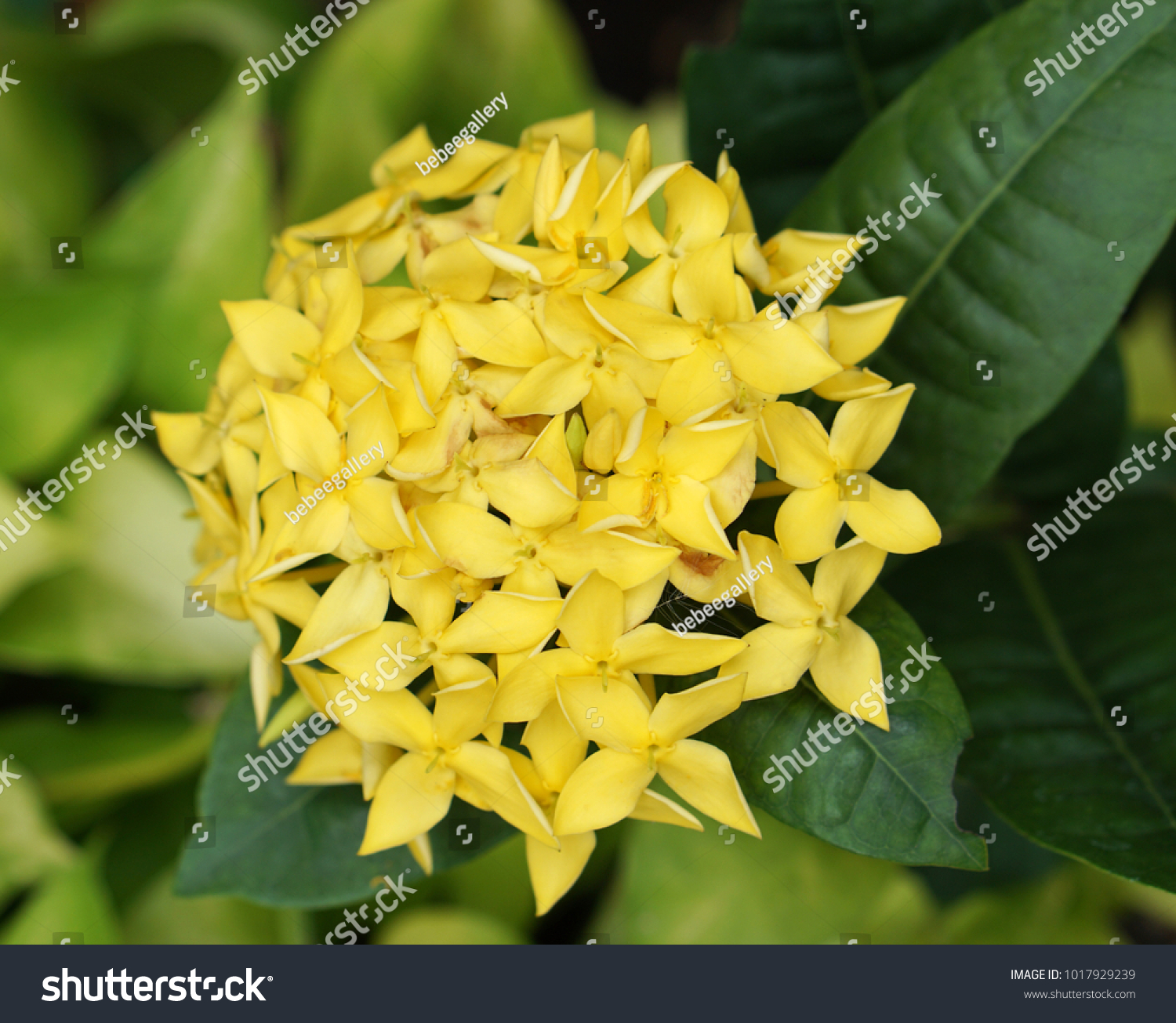 Yellow Ixora Flower Garden Rubiaceae Flower Stock Photo (Royalty ...