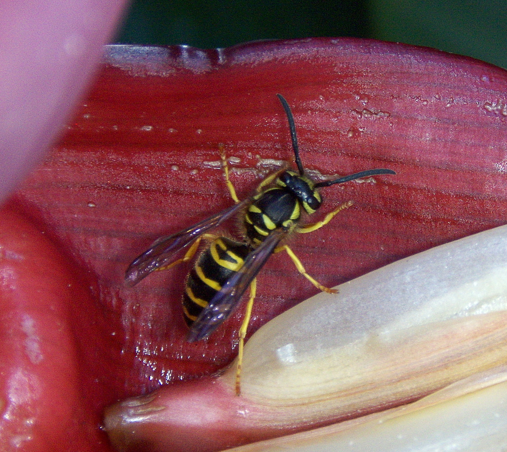 Yellow jacket wasp photo
