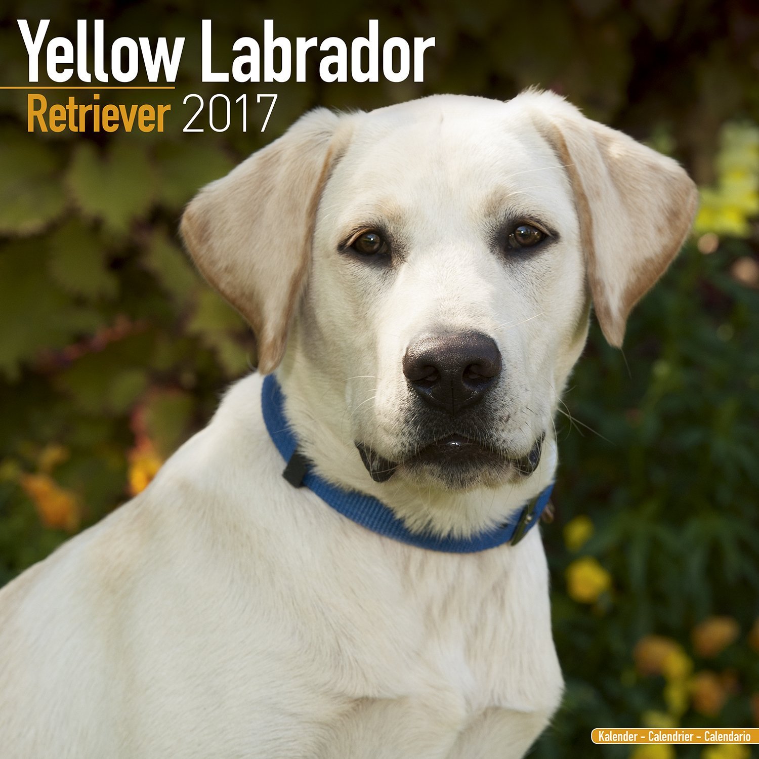 Yellow Lab Calendar 2017 - Yellow Labrador - Dog Breed Calendars ...