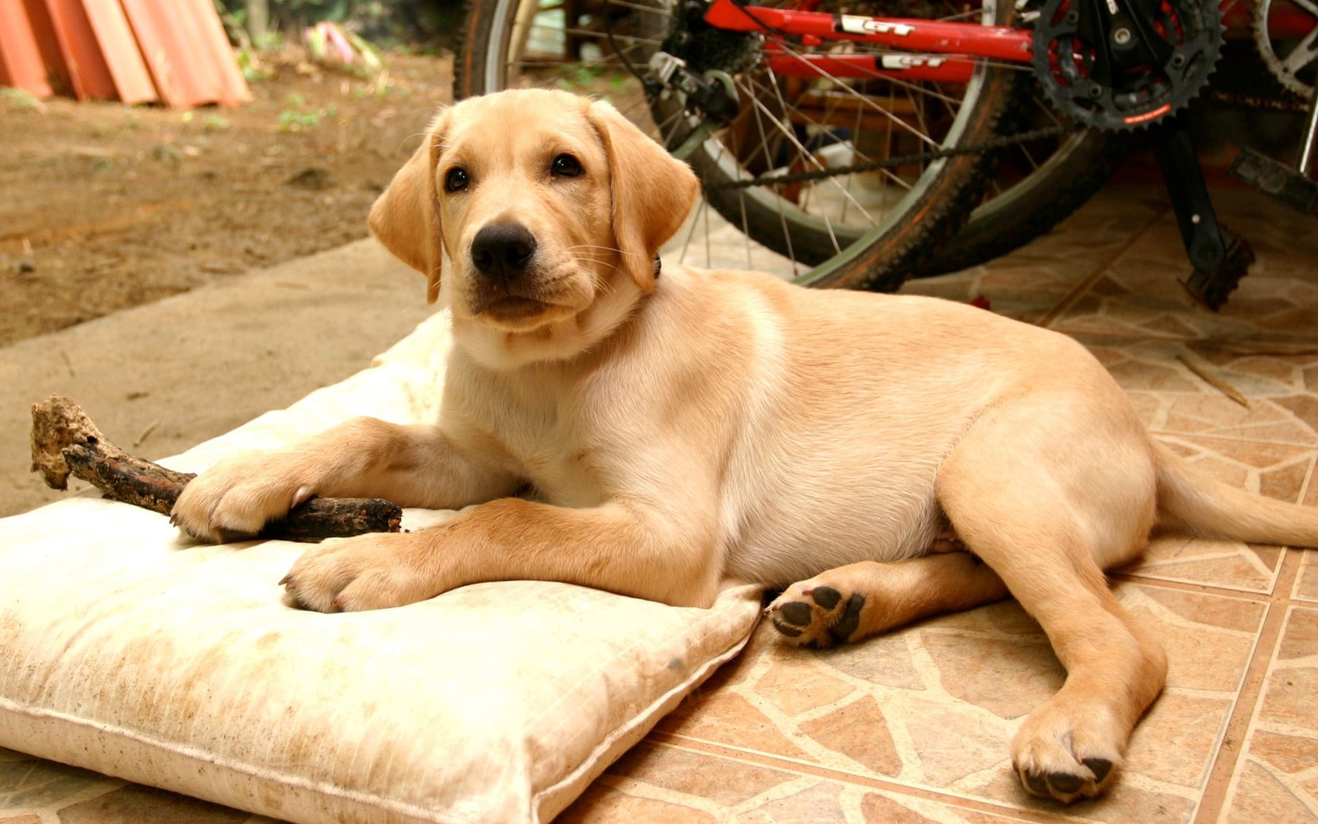Adult yellow Labrador Retriever dog lying near the white pillow HD ...
