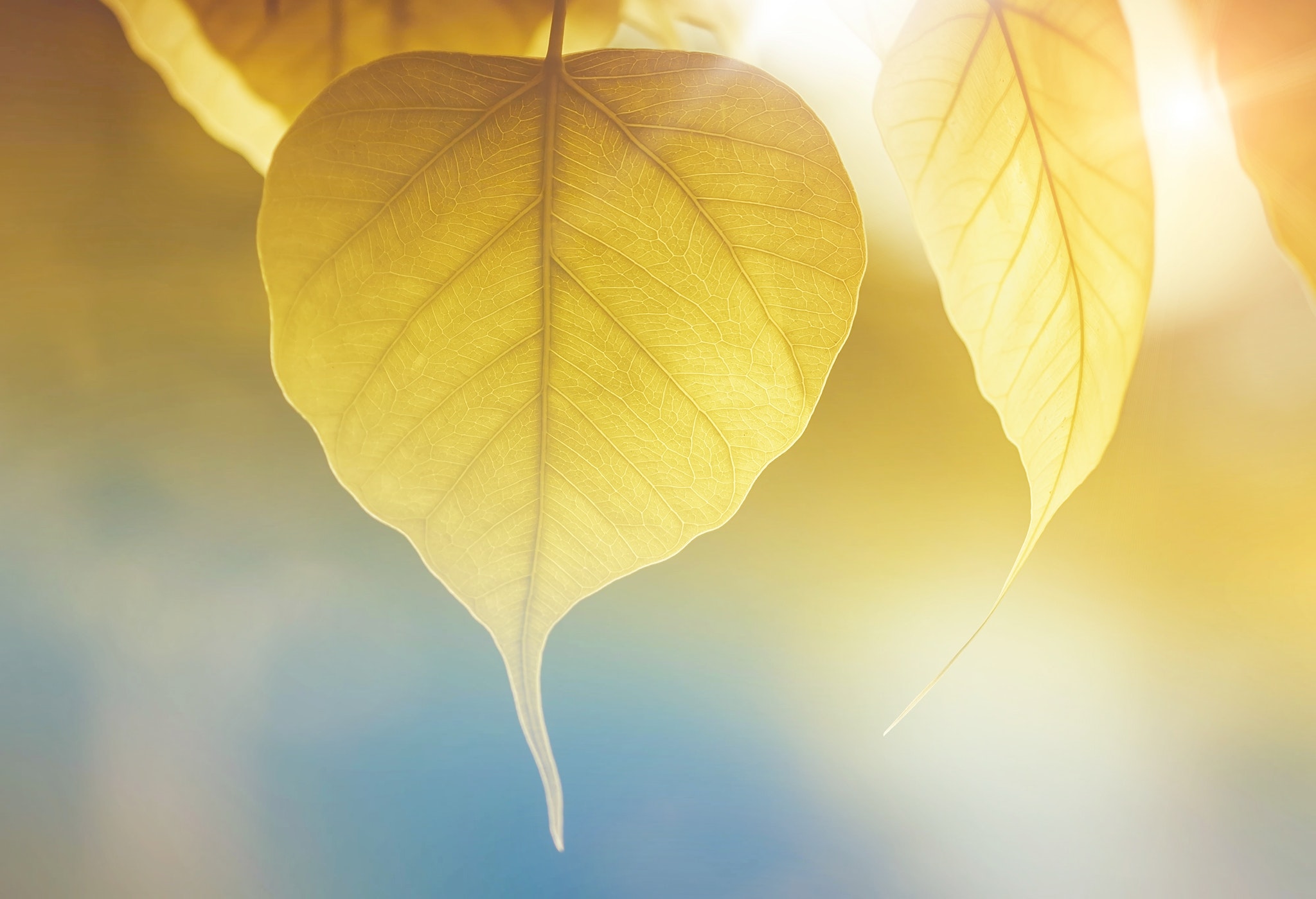 Yellow Leaf, Abstract, Growth, Tree, Sunlight, HQ Photo