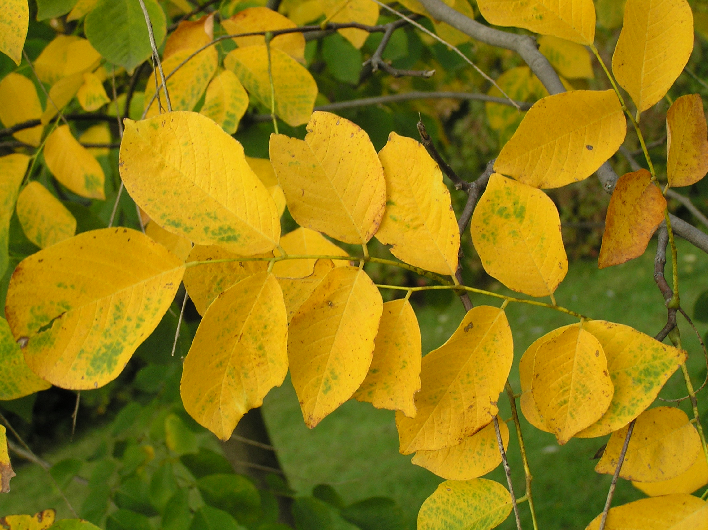 Yellowwood Tree Fall Foliage How much do you know about the ...
