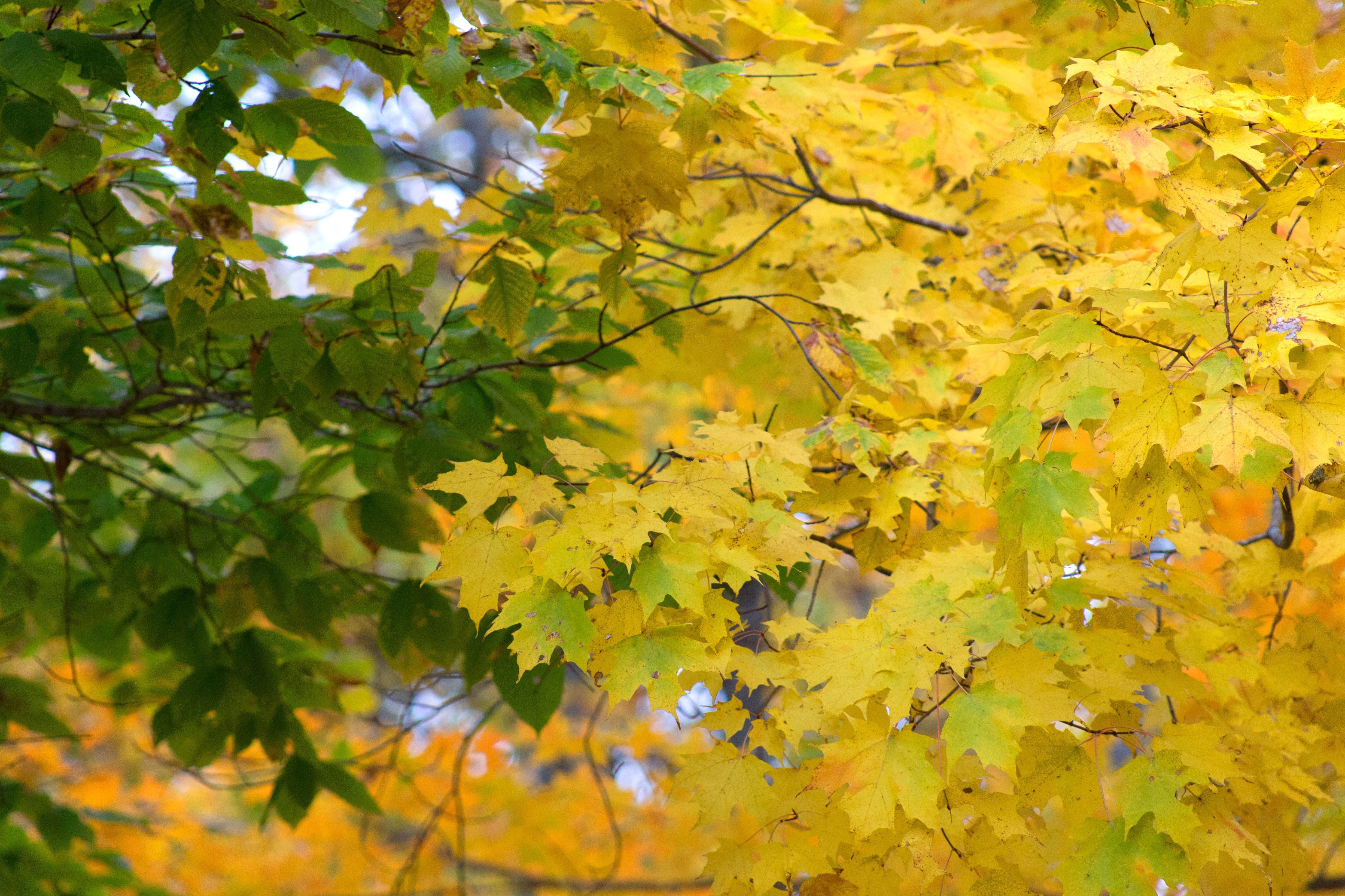 Free picture: under tree, summer season, green leaves, yellow leaves ...