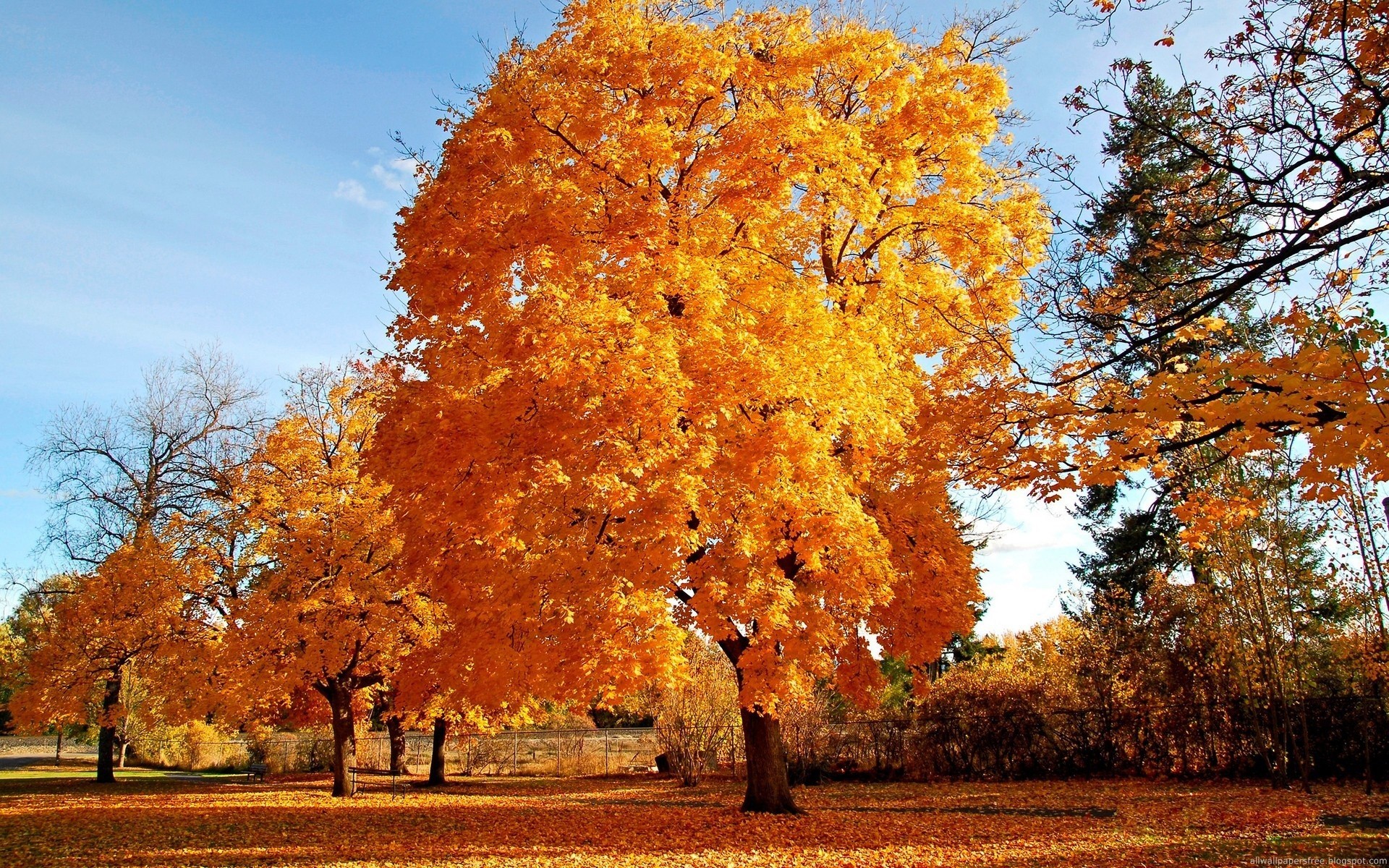 Bautiful Big Tree With Yellow Leaves | HD Wallpapers