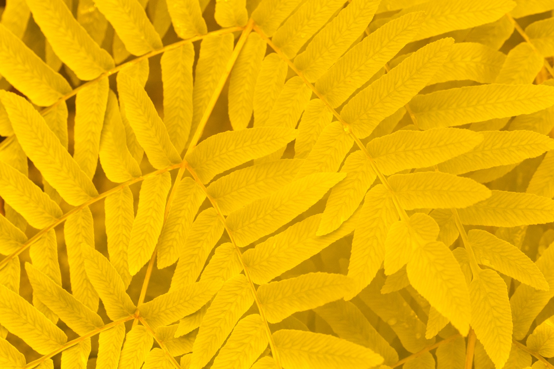 Yellow leafs photo