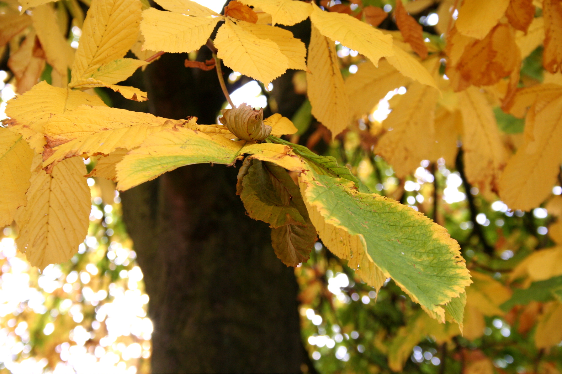 Yellow leafs, Dead, Fall, Green, Leafs, HQ Photo