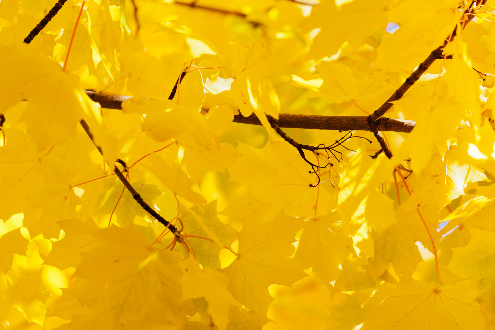Bright Yellow Leaves Free Stock Photo - Public Domain Pictures