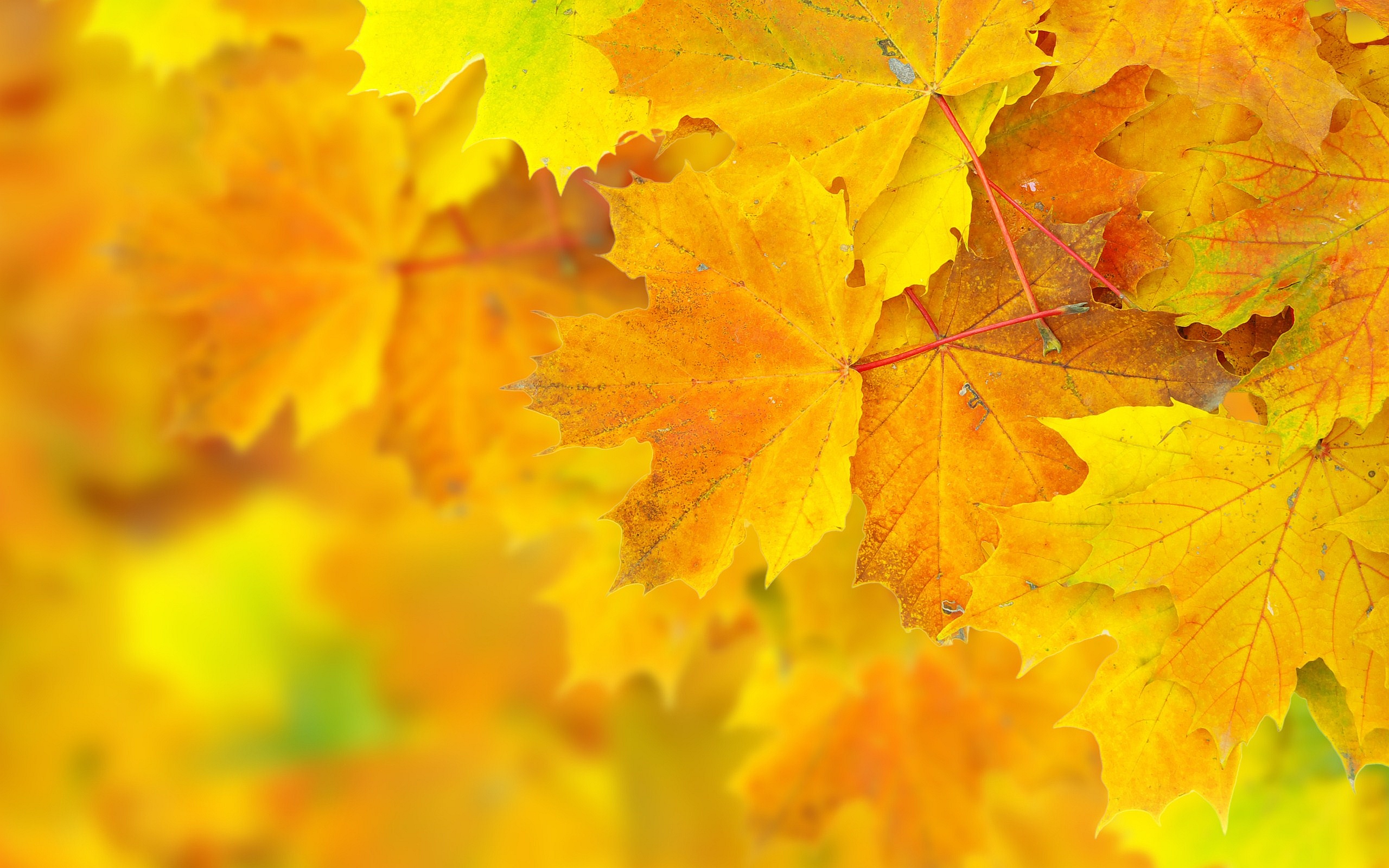 Autumn Yellow Leaves #7003309