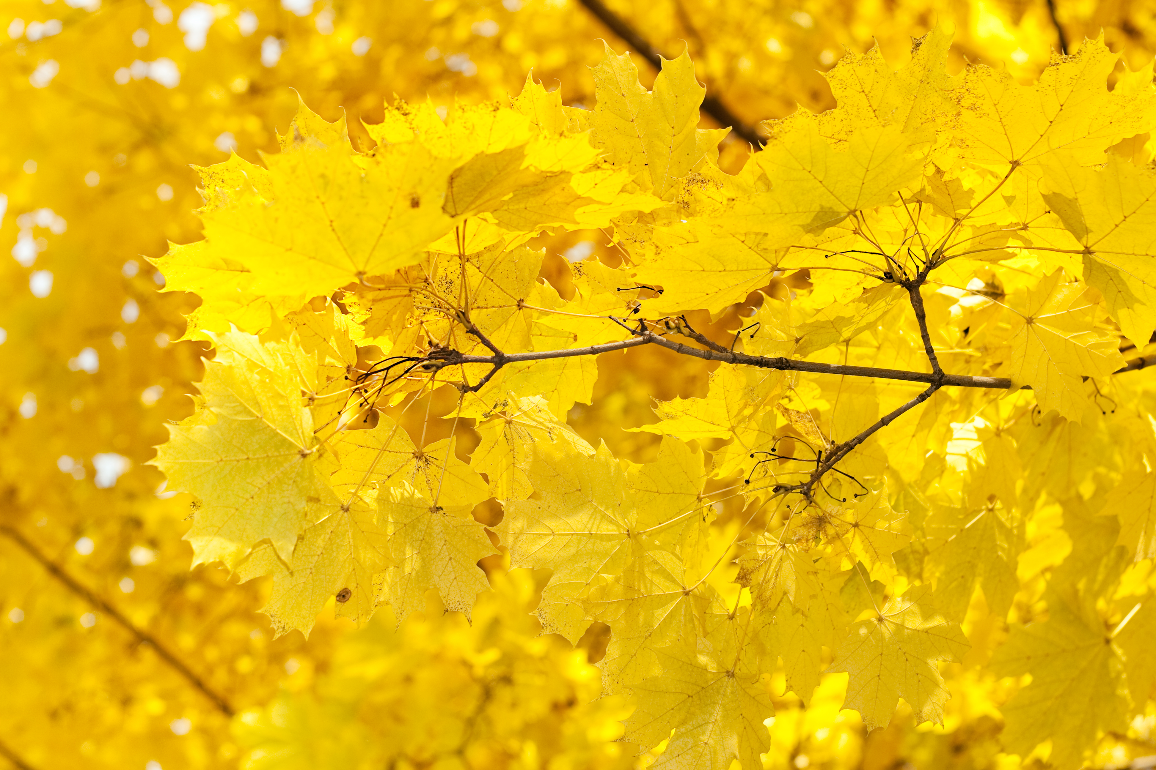 Free photo: Yellow Leaves - Autumn, Leaves, Nature - Free Download - Jooinn