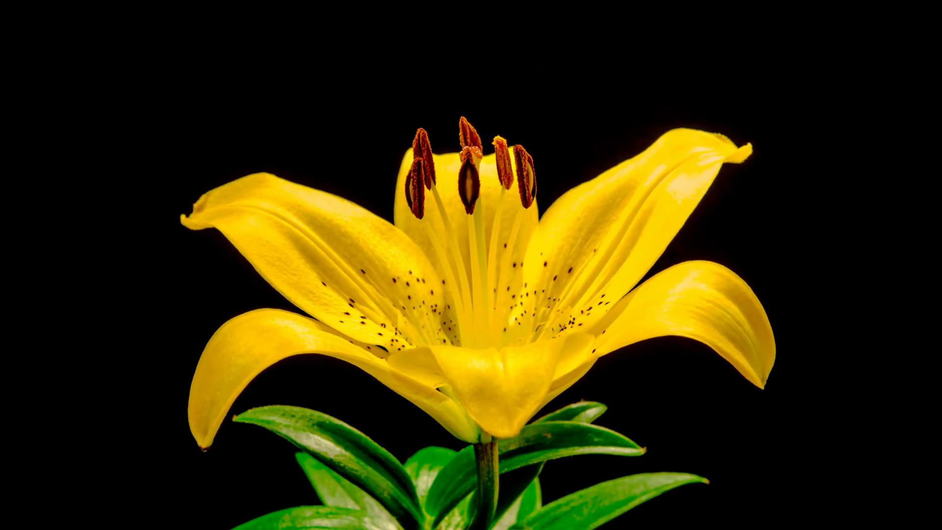 Time Lapse - Yellow Lily Flower Blooming Stock Video Footage ...