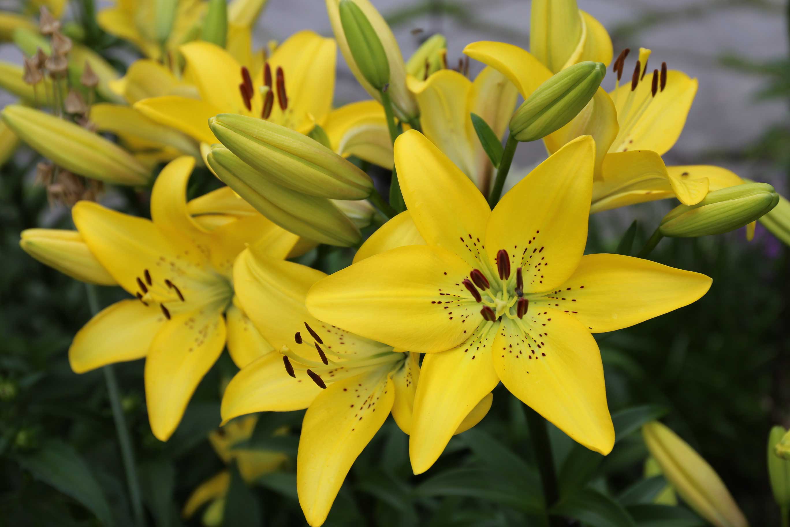 Know Your Lilies: Asiatics, Orientals, Trumpets and More ...