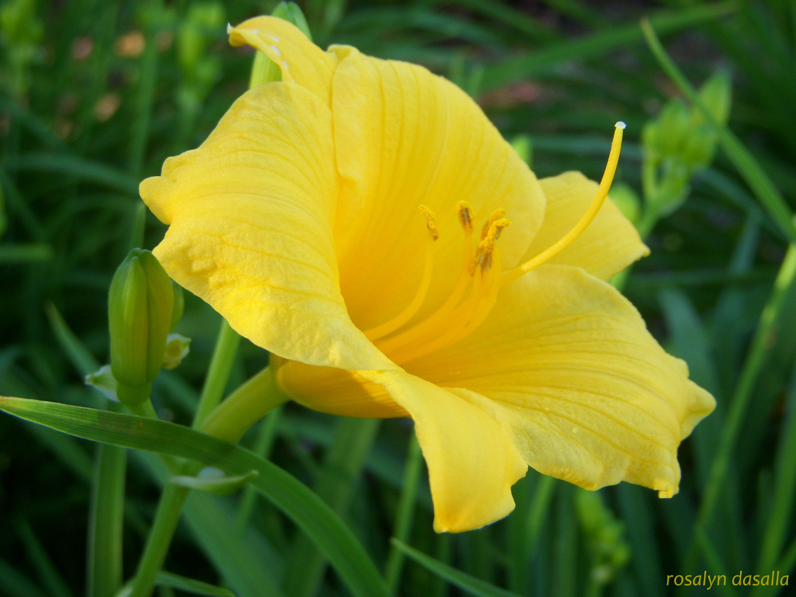 Yellow day lily | Nature's beauty: