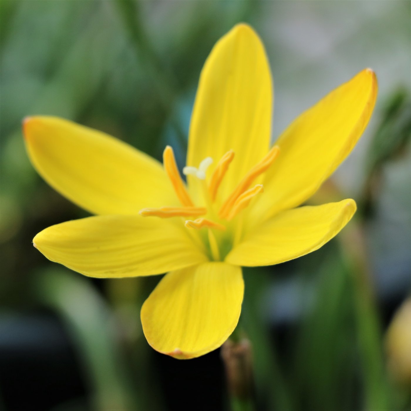 Rain Lily Yellow (Zephyranthes Sulphurea) – Easy To Grow Bulbs