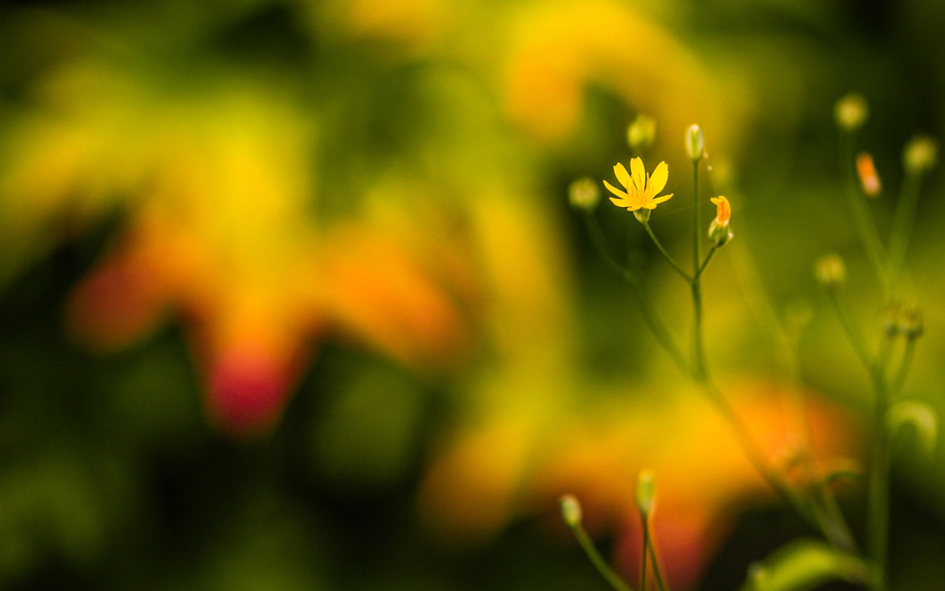 Yellow macro flower photo