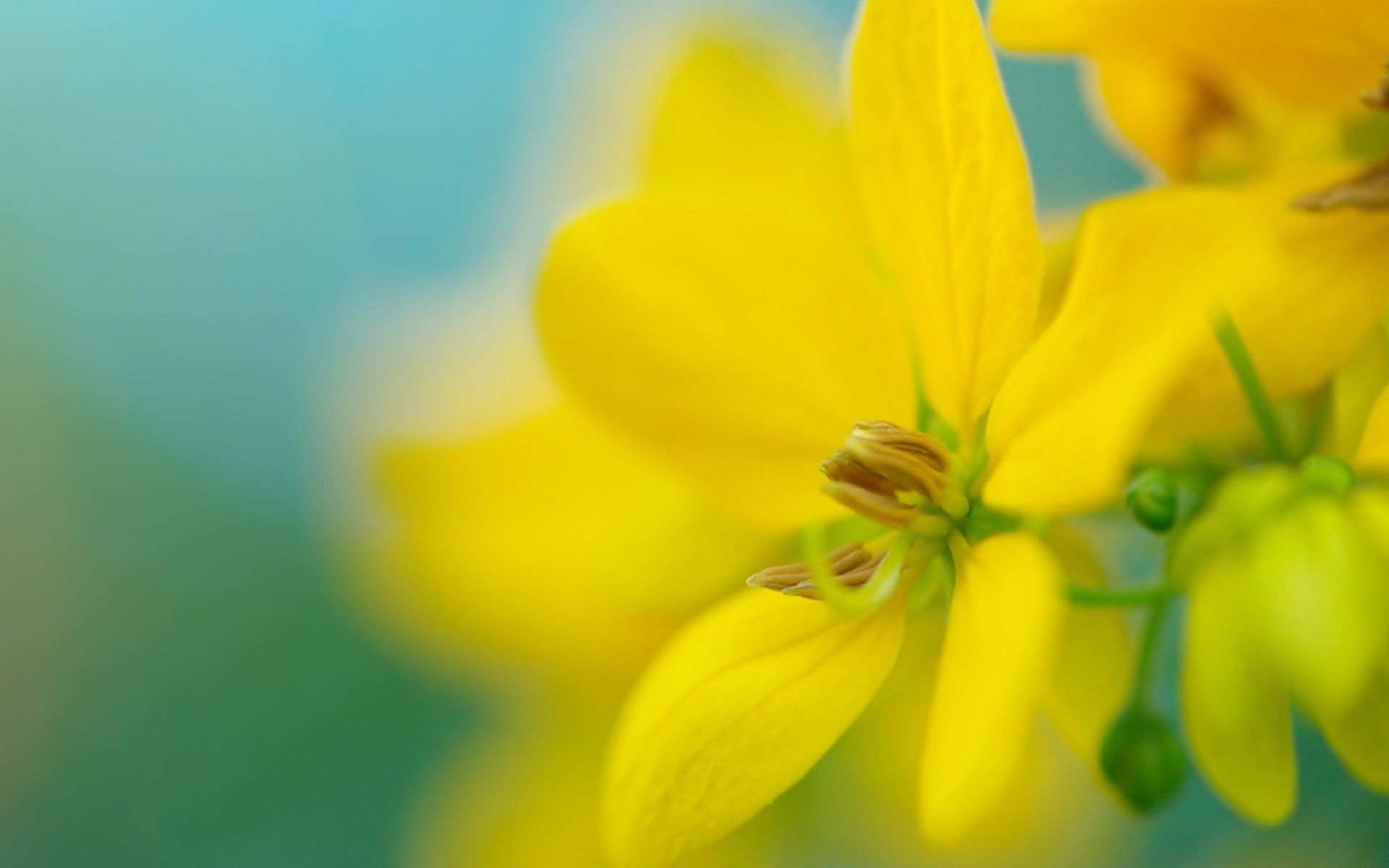 Wallpapers Yellow Flowers Group (69+)