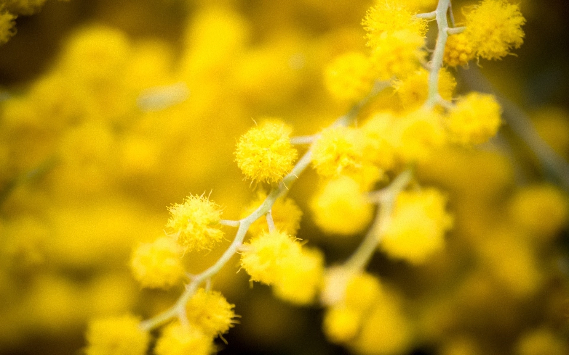 Yellow Flowers Macro Photography #7003727
