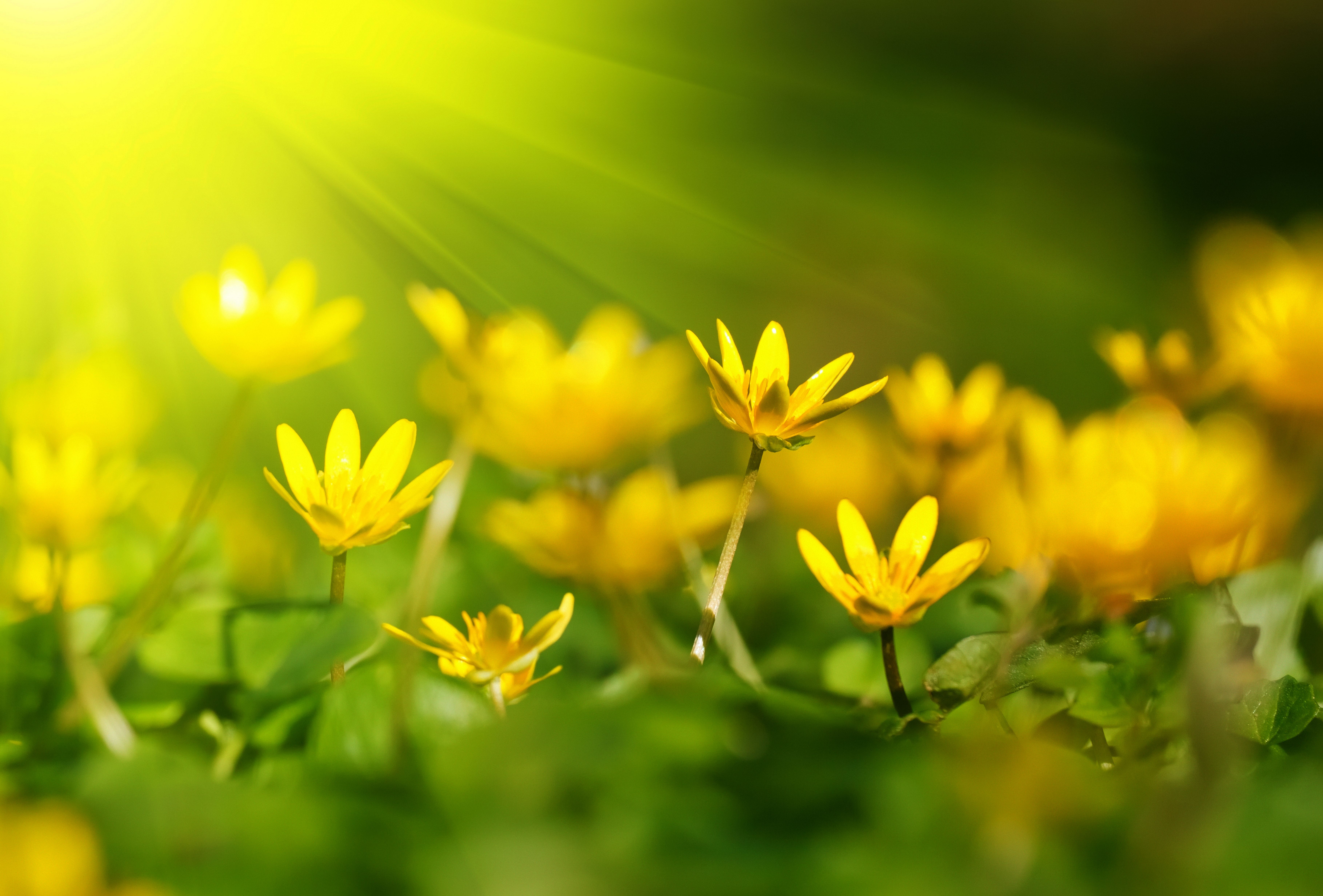 macro, flowers, yellow, buds | Fleurs | Pinterest | Yellow spring ...