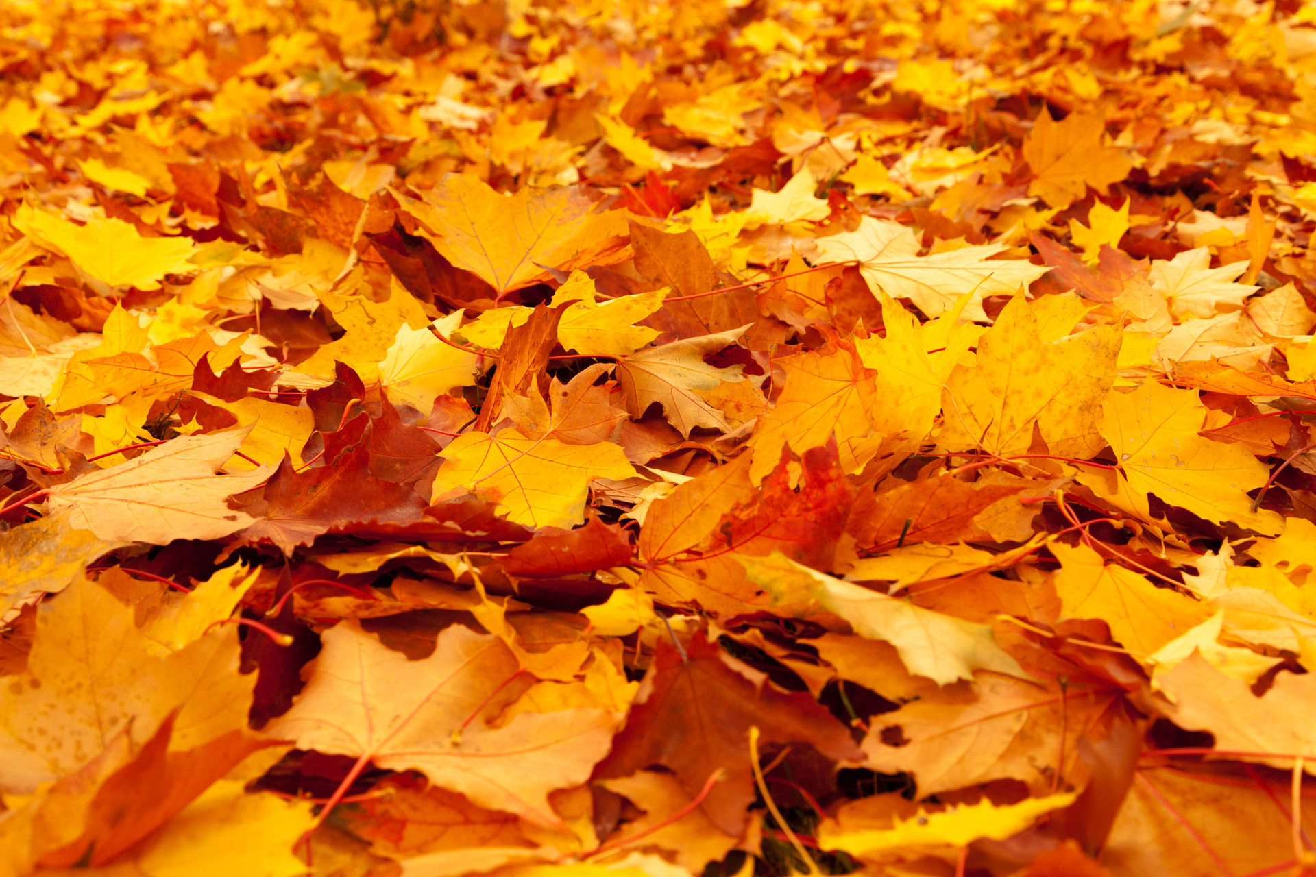 Yellow Maple Leaves Free Stock Photo - Public Domain Pictures