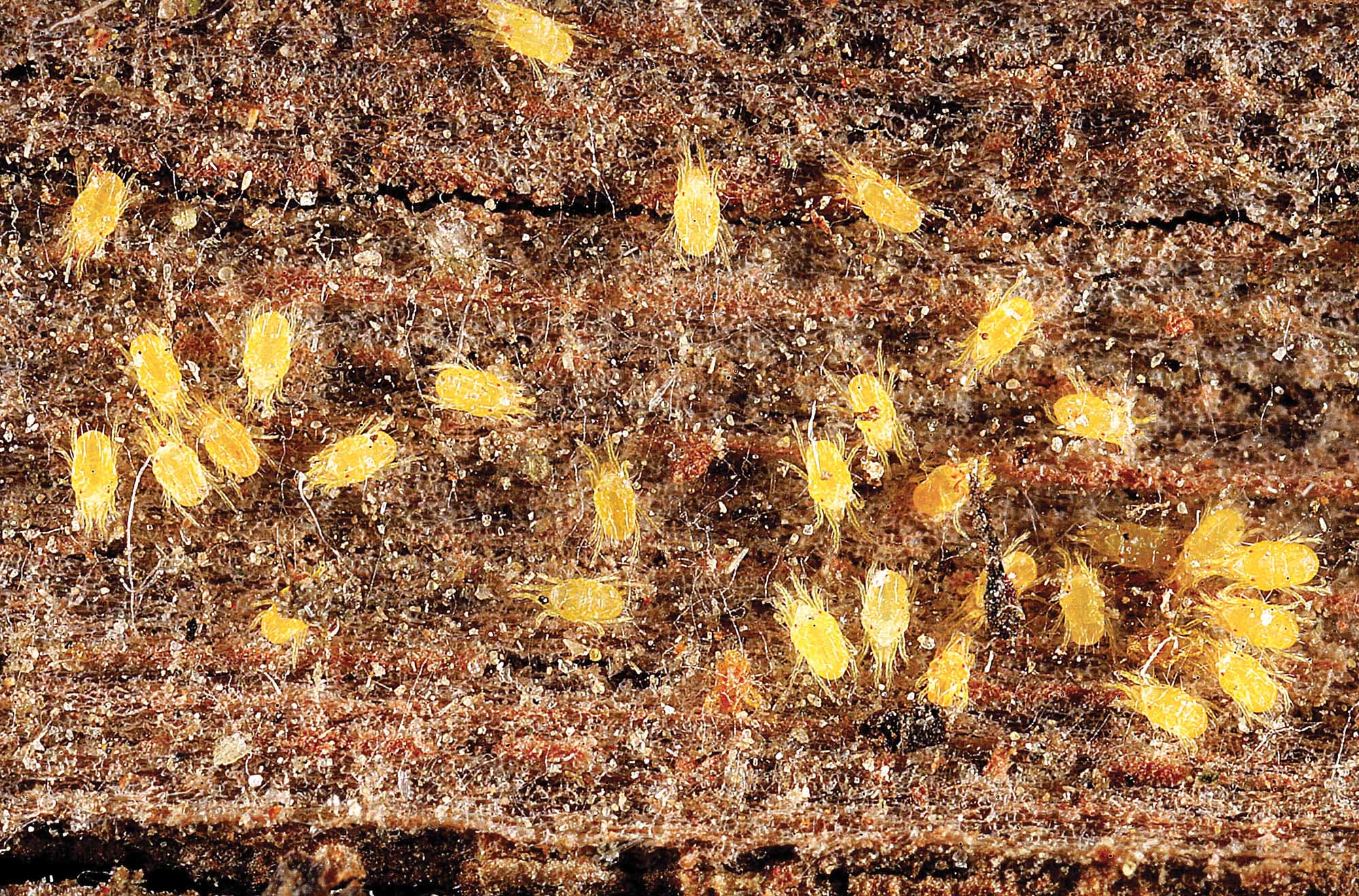 New spider mite found in Washington | Good Fruit Grower