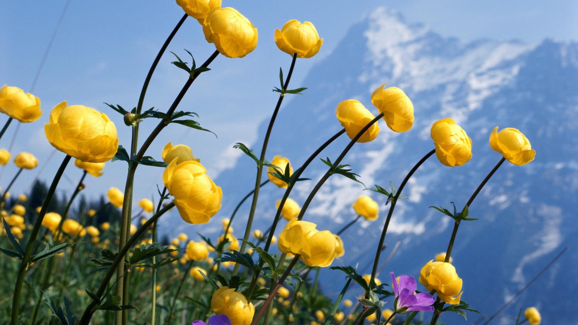 Yellow Mountain Flowers - WallDevil