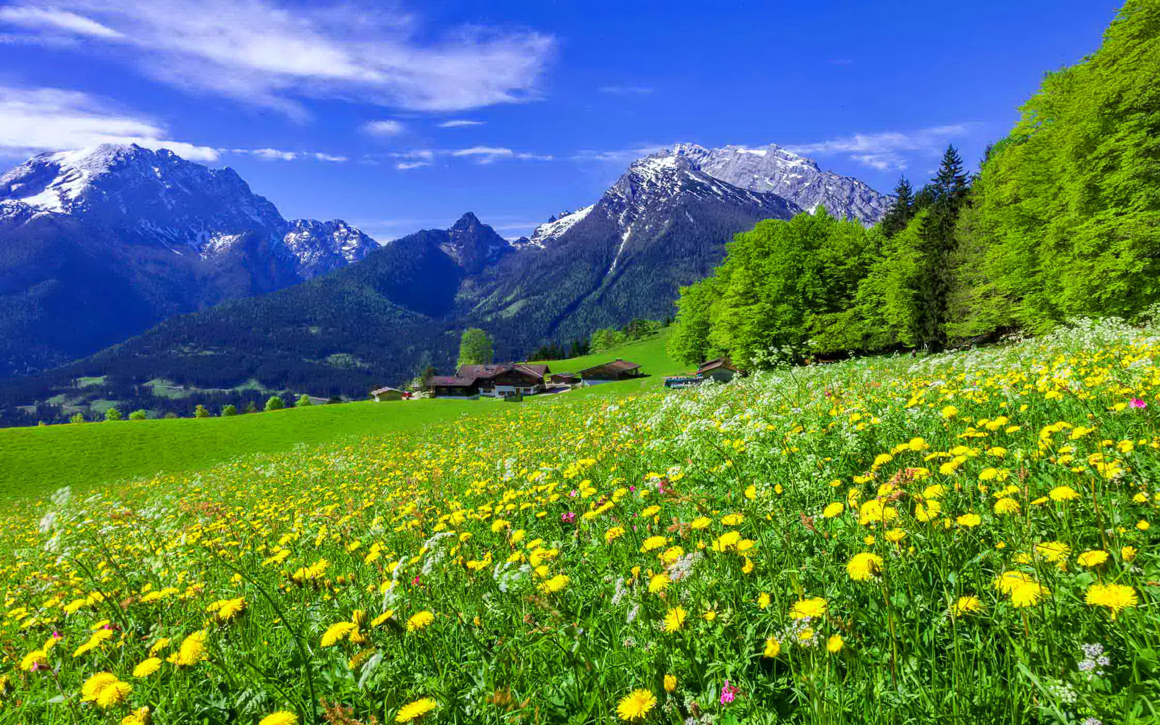 Mountain Meadow Landscape With Beautiful Mountain Flowers Yellow And ...