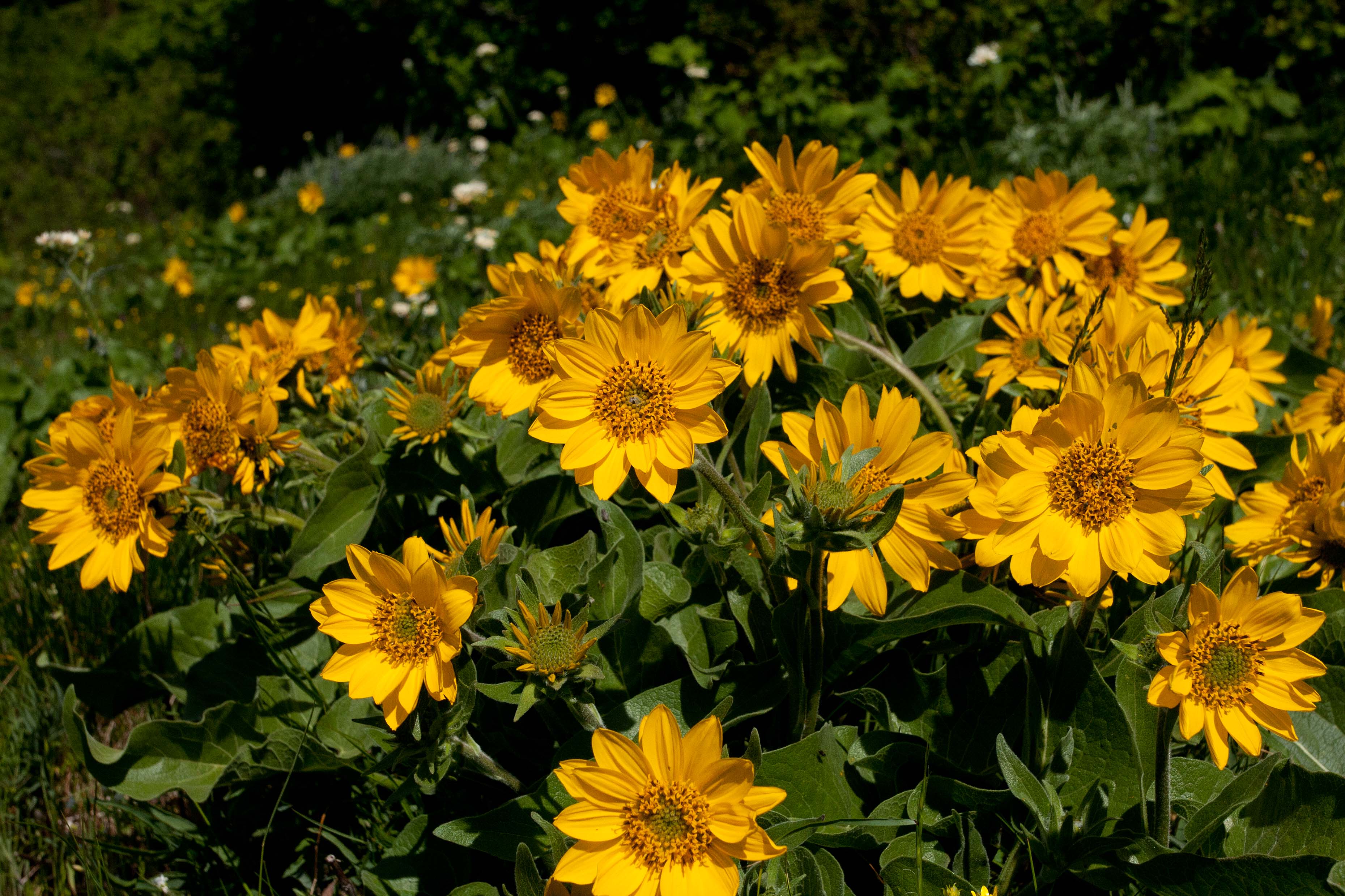 Download Free photo: Yellow Mountain Flowers - Flowers, Mountain, Wild - Free Download - Jooinn