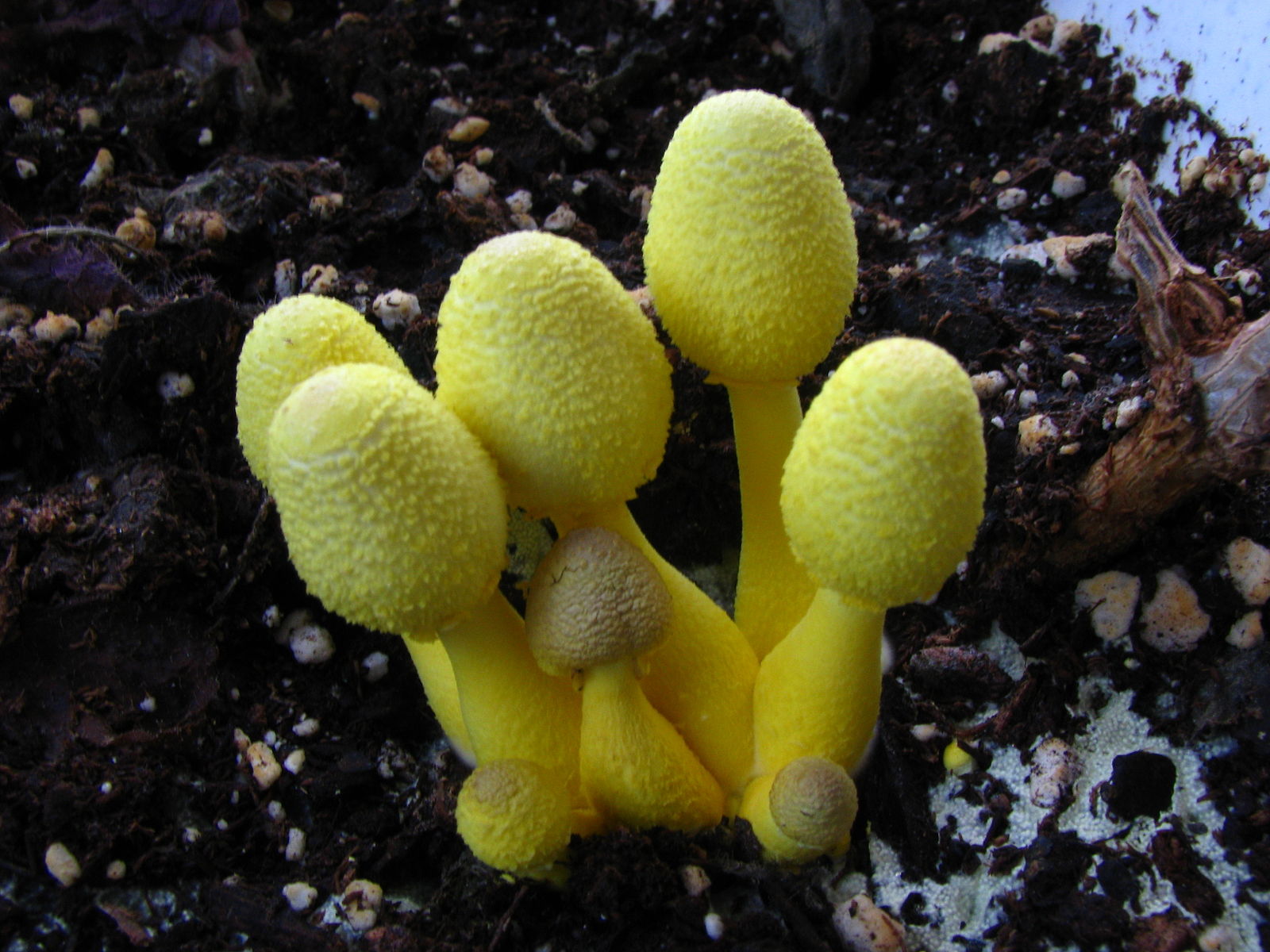 Springfield Plateau: Yellow Mushrooms and Houseplants