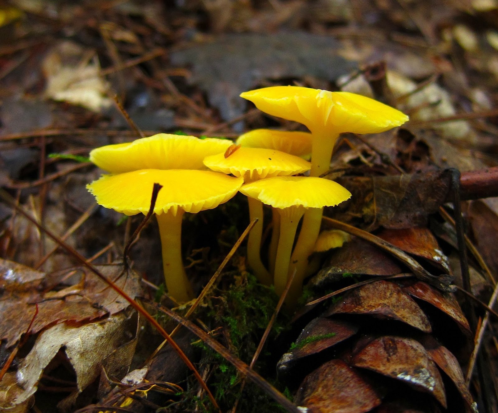 Saratoga woods and waterways: More Moreau Mushrooms