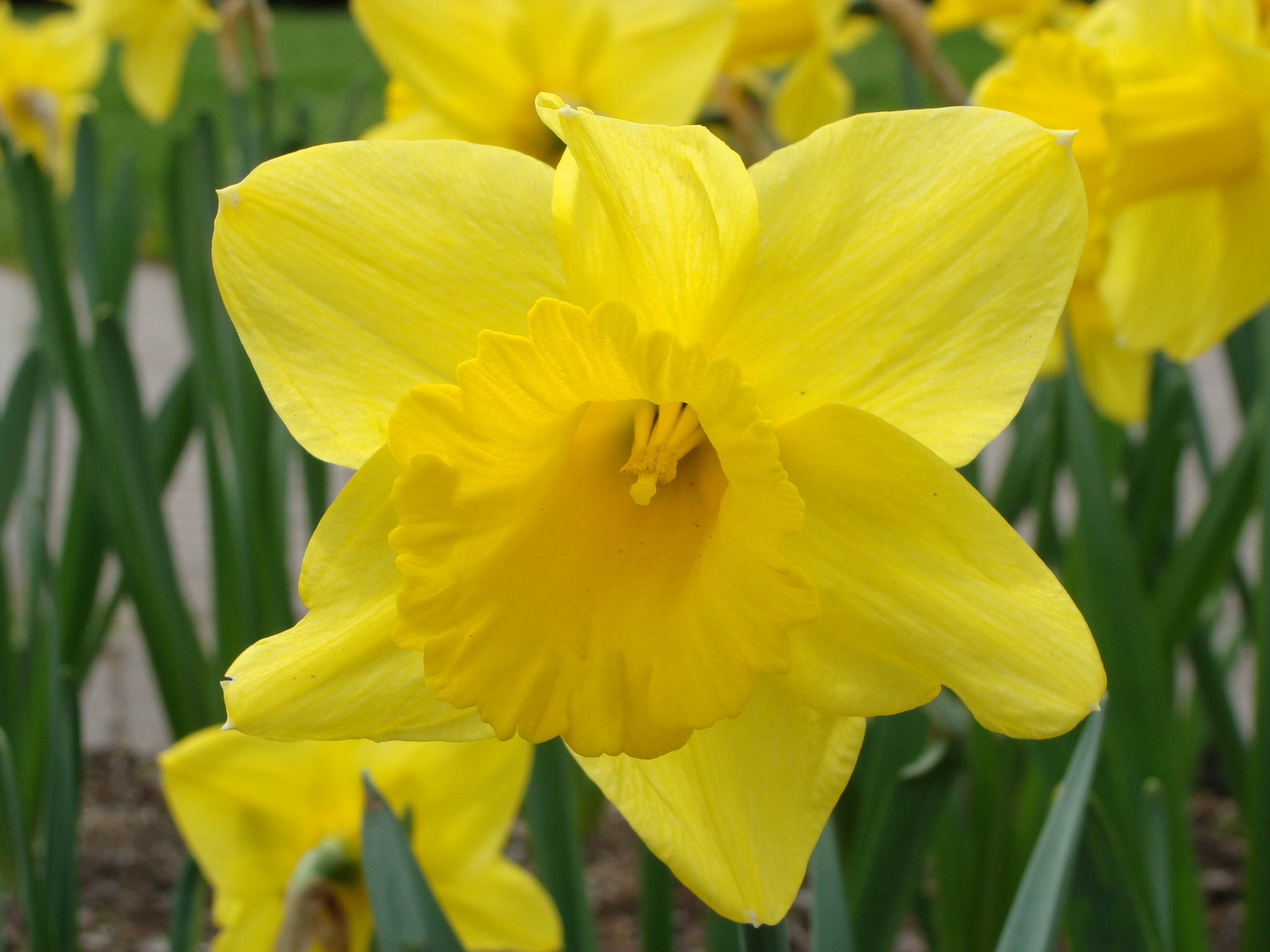 Yellow Narcissus flower by Alinamlina on DeviantArt