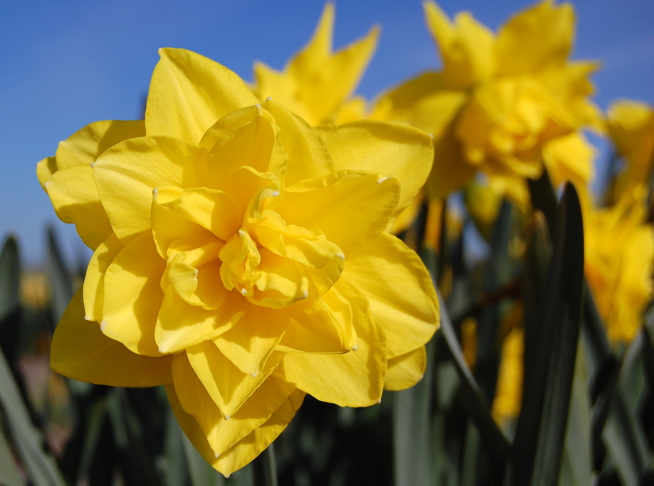 Narcissus Golden Ducat is a pure yellow double narcissus which ...