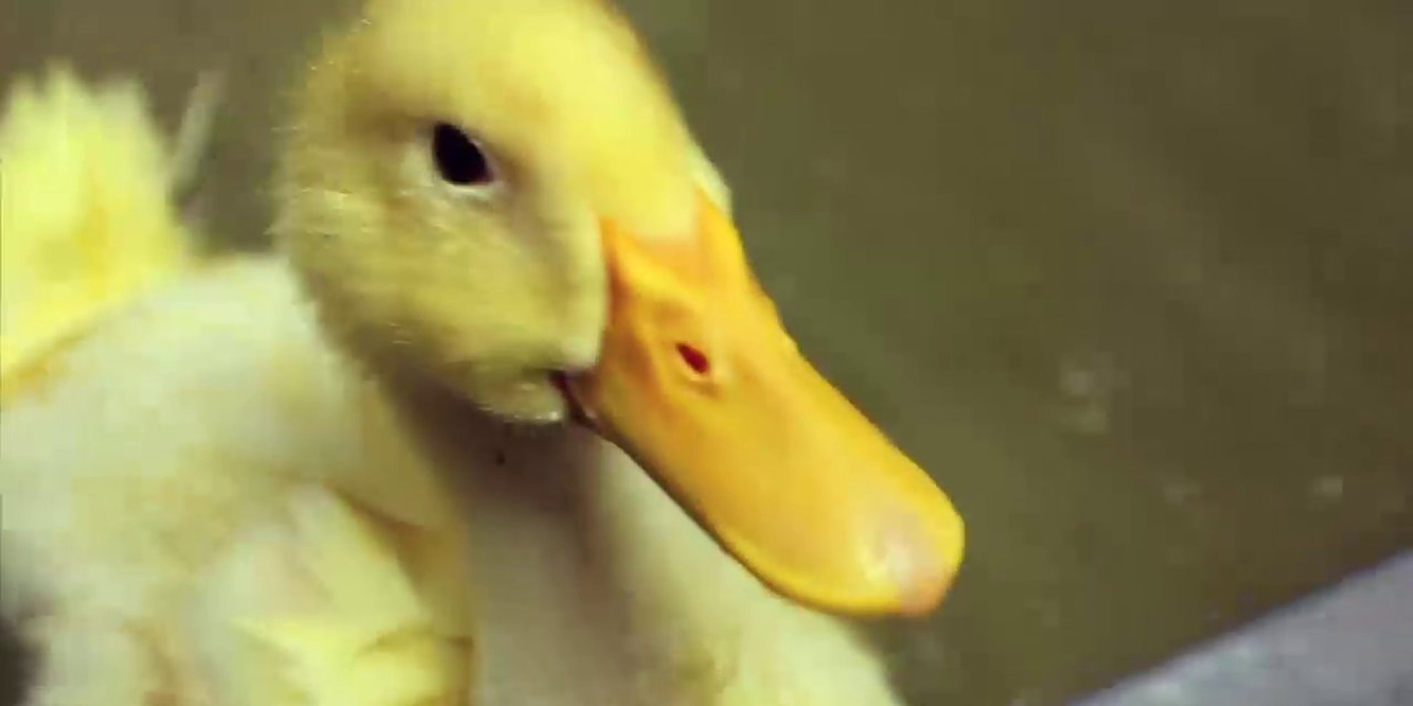 Animal Rescuer James Guiliani Helps A Duck Make New Feathered ...