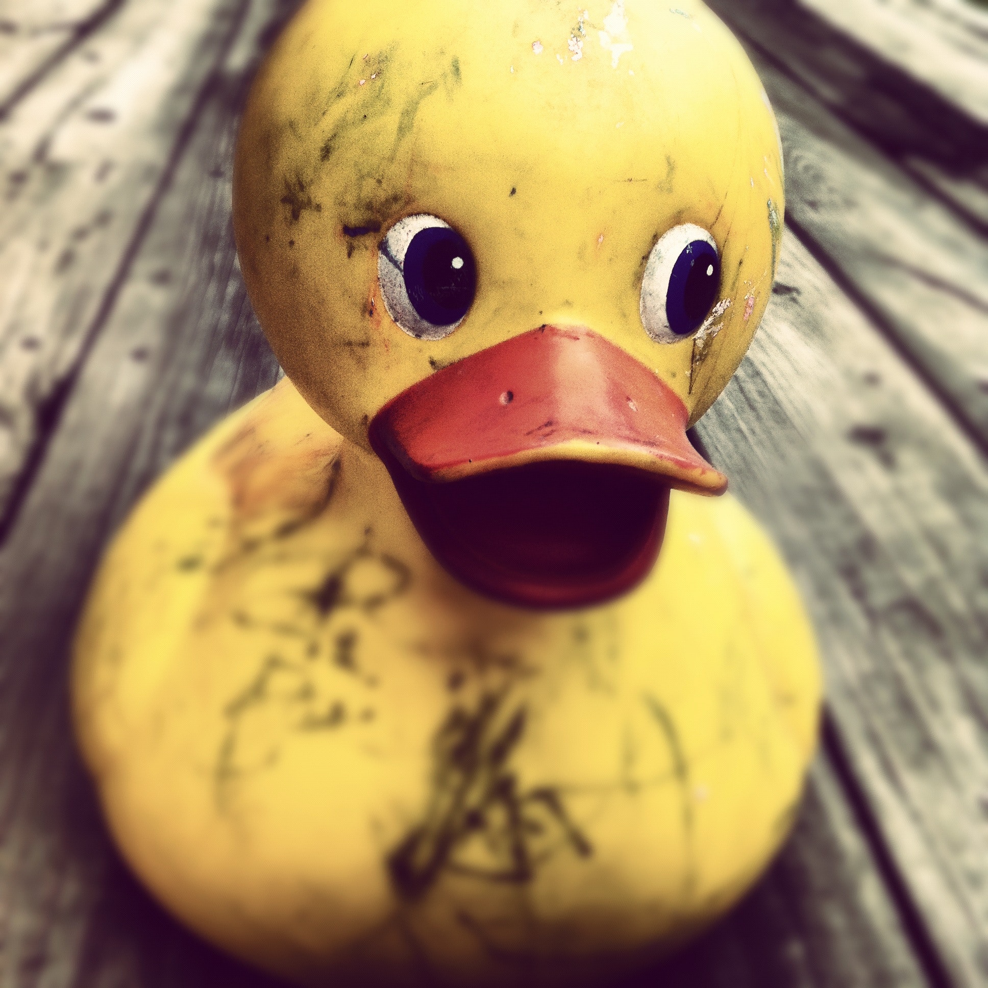Free stock photo of dirty, duck, horror