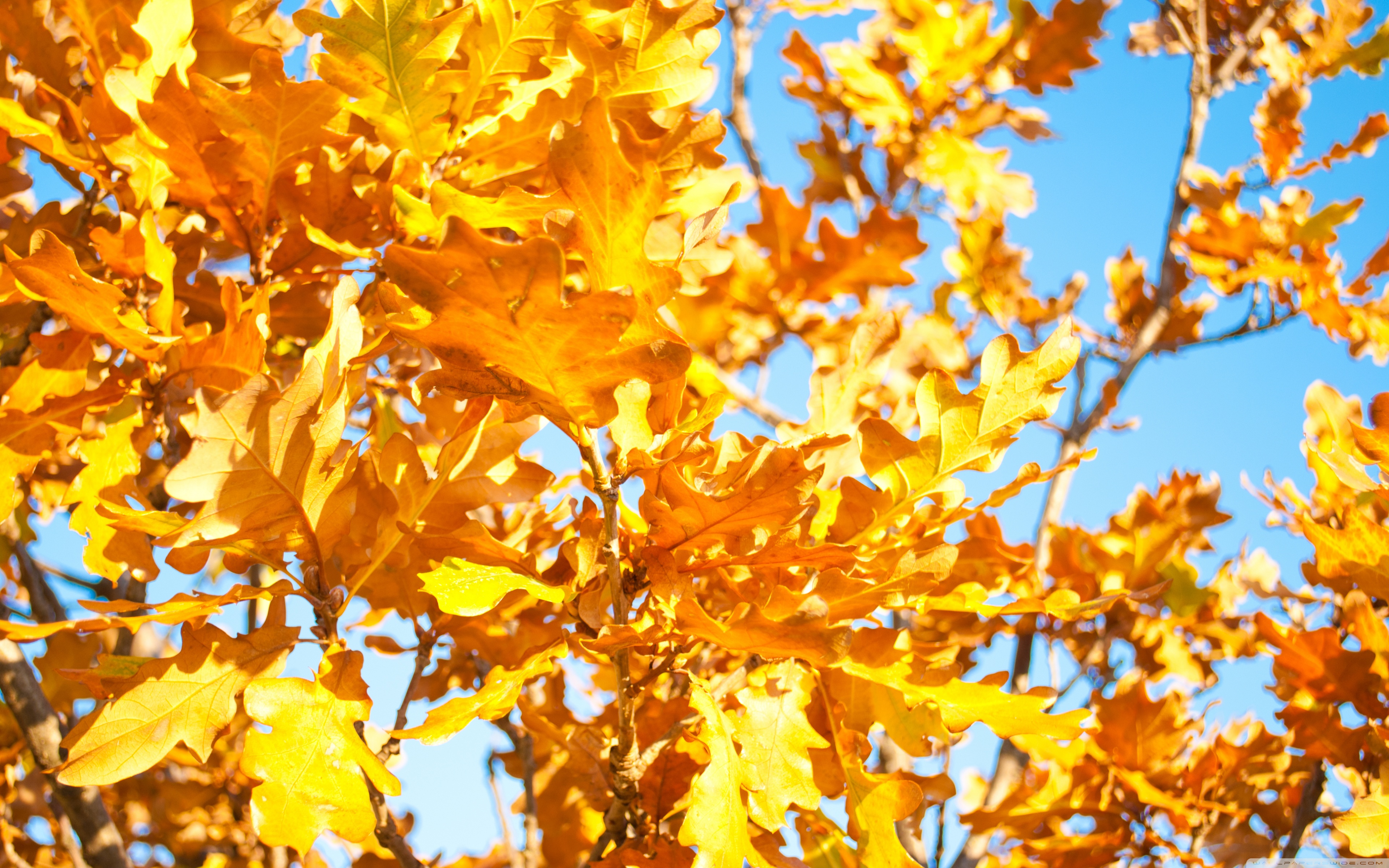 Yellow Oak Leaves ❤ 4K HD Desktop Wallpaper for 4K Ultra HD TV ...