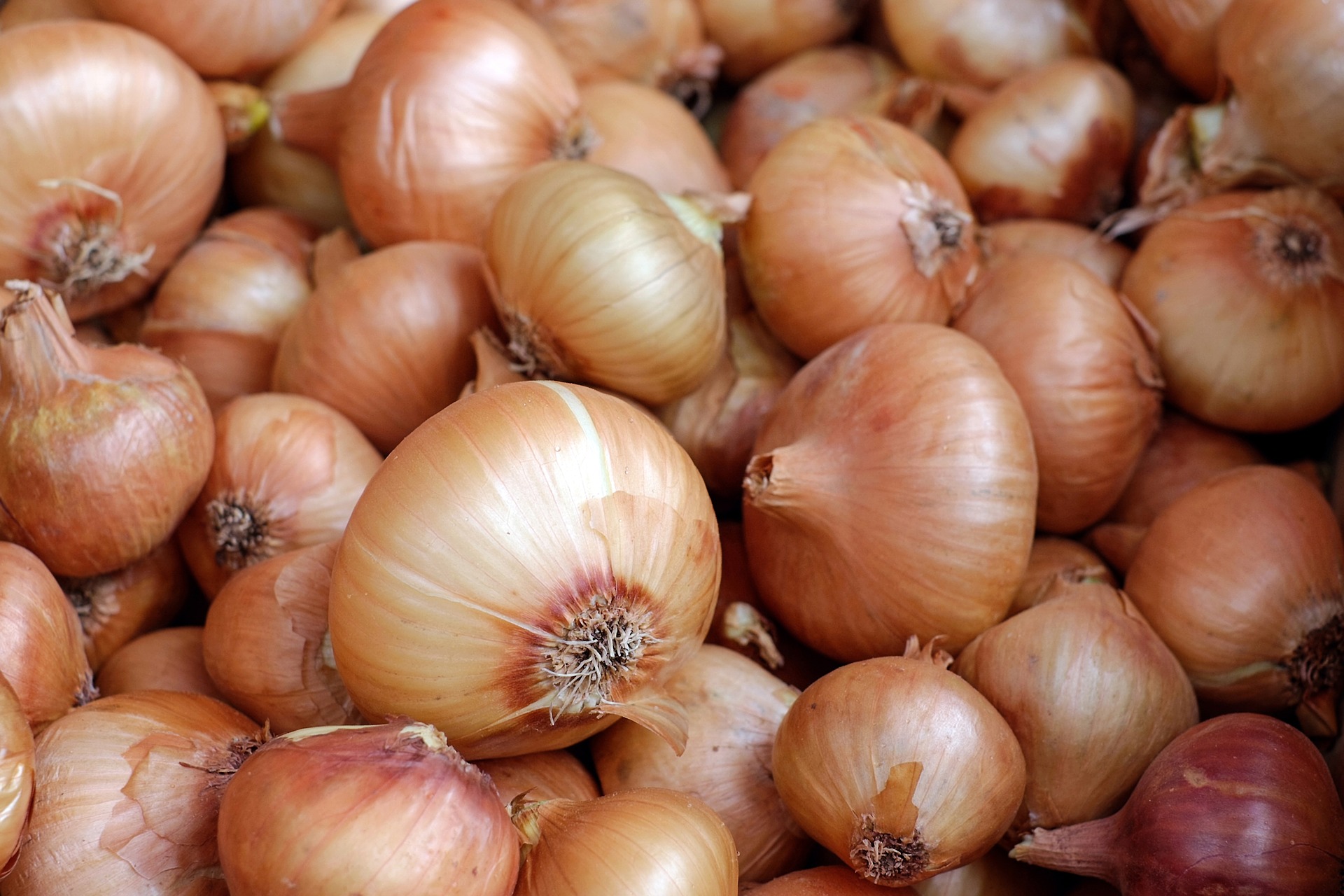 Onions: Planting, Growing and Harvesting Onion Plants | The Old ...