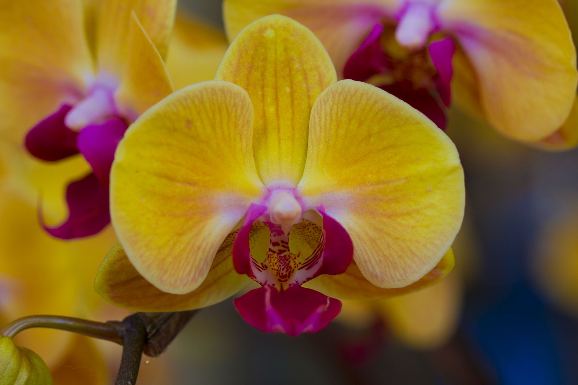 Yellow Orchid Flower | Orchidaceae – Flowers from the Orchid Family ...