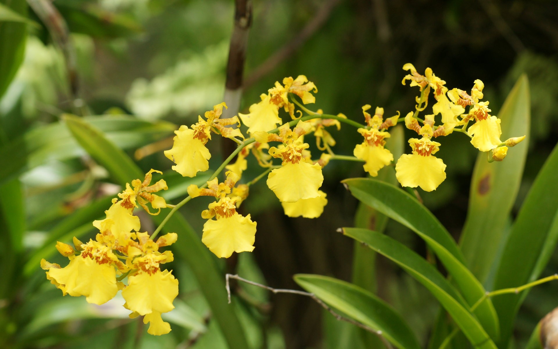 Flower: Yellow Orchid Flower Garden Wallpaper Hd 1080p for HD 16:9 ...
