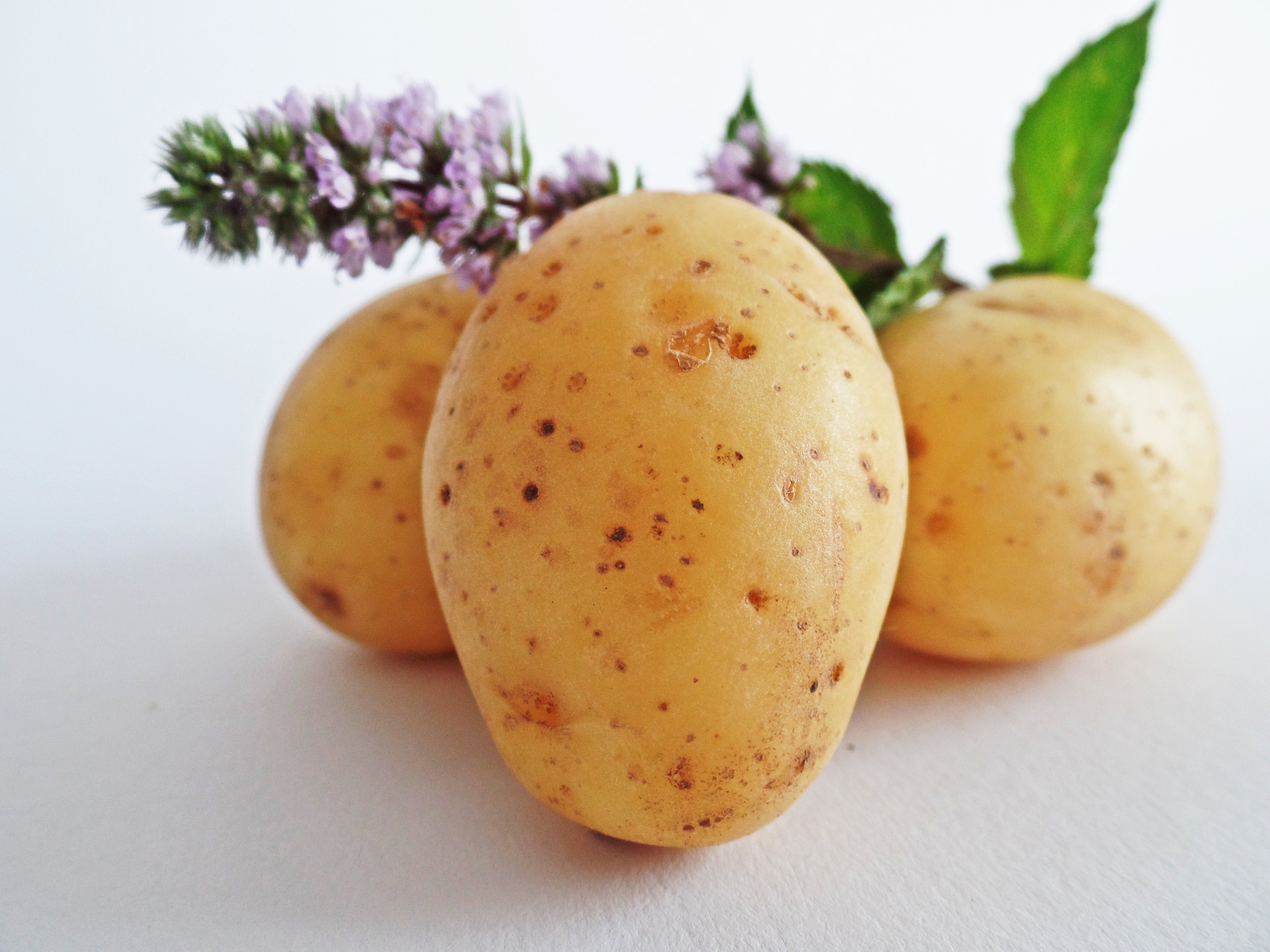 Yellow oval potato photo