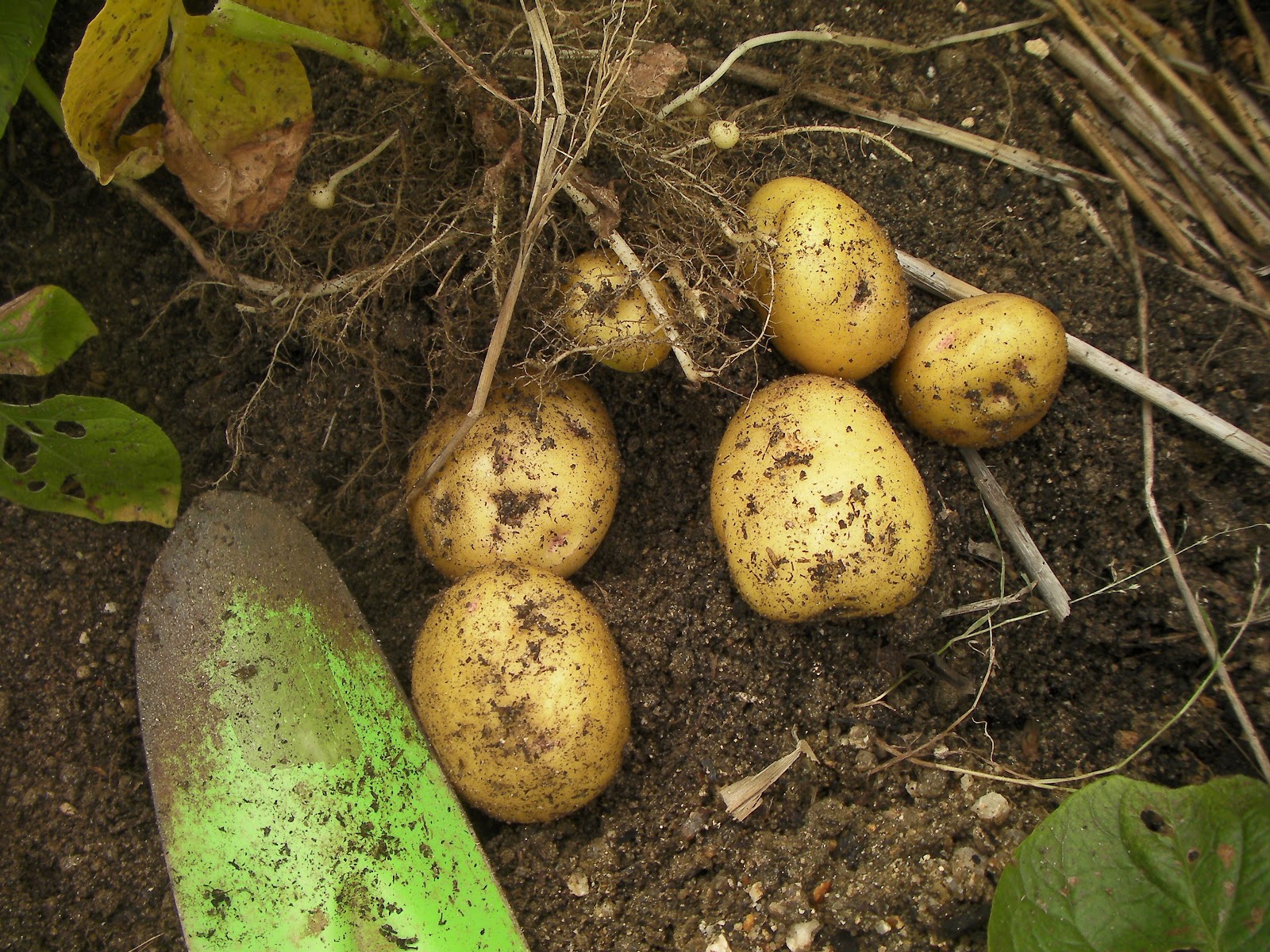 Yellow Oval Potato Fertilization Dose Has Natural Green Leaf It Also ...