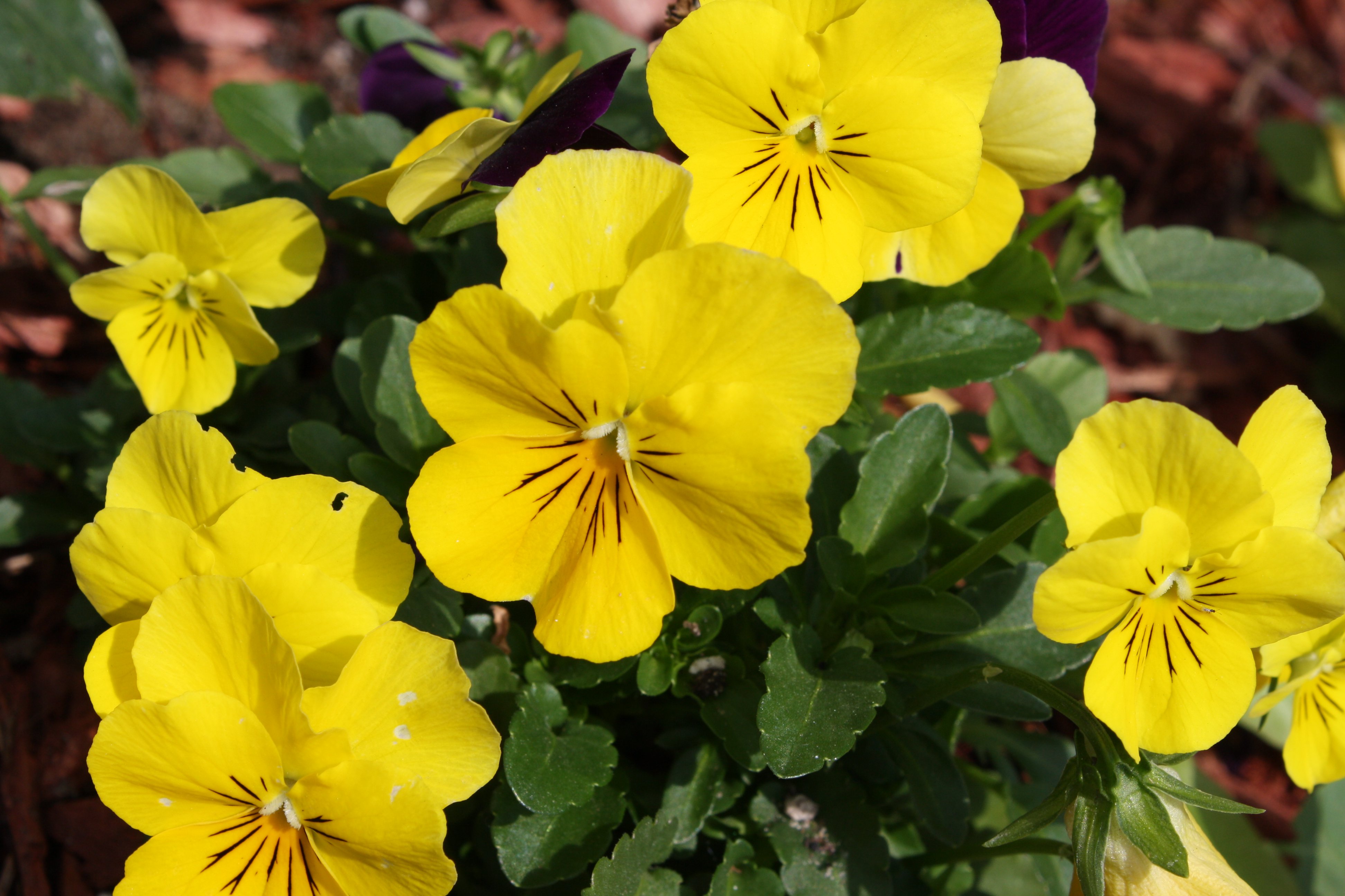 Yellow Pansies Picture | Free Photograph | Photos Public Domain