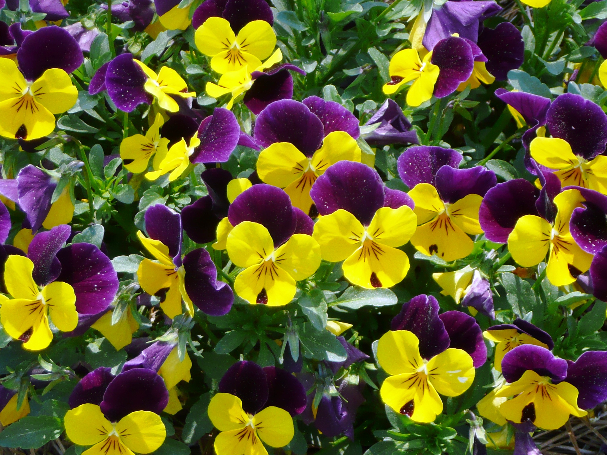 Beneath the Petals: Fun Facts About Pansies and Violas | The Plant Farm