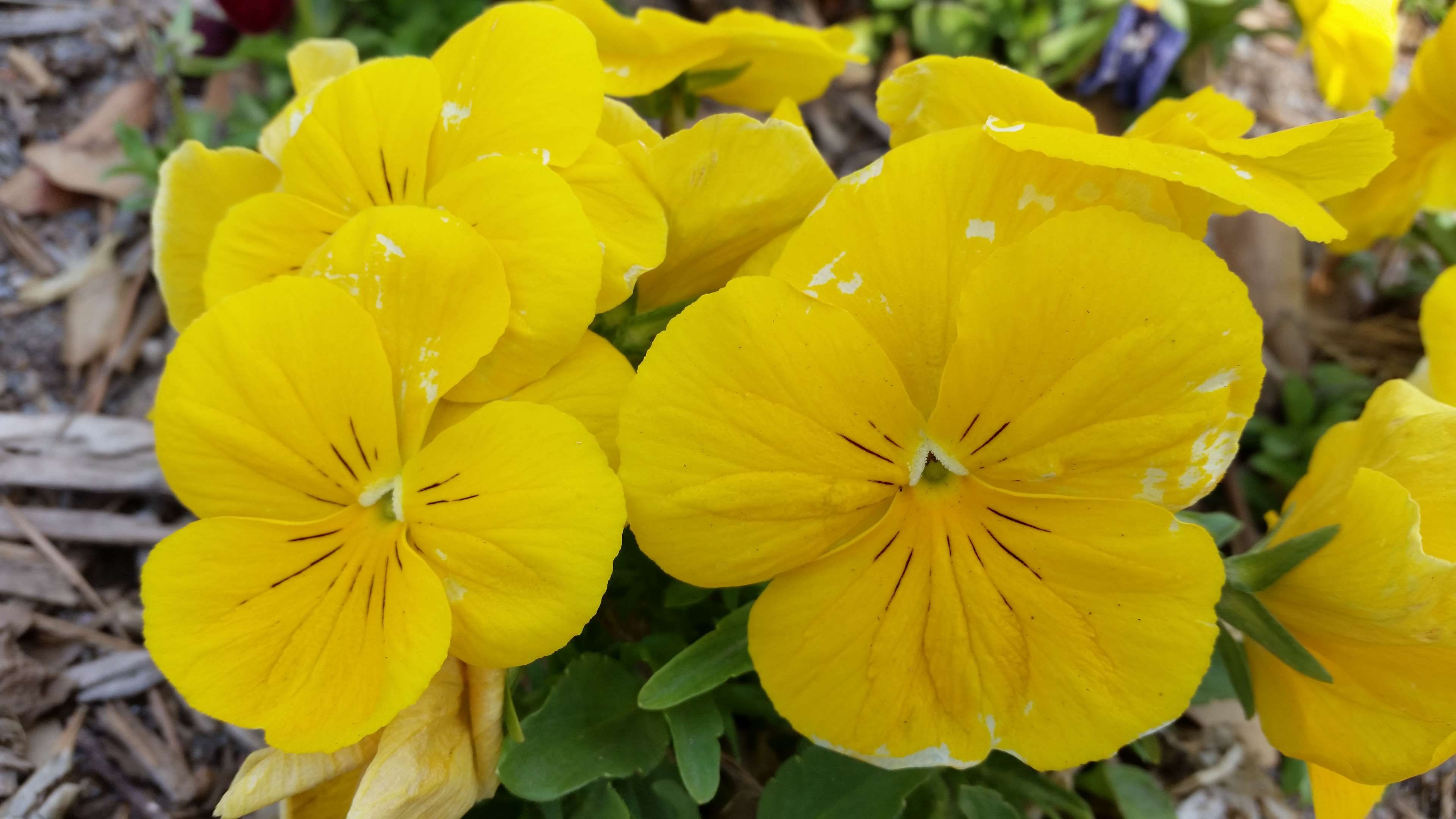 bright #flowers #pansies #pansy #yellow #yellow flowers #yellow ...