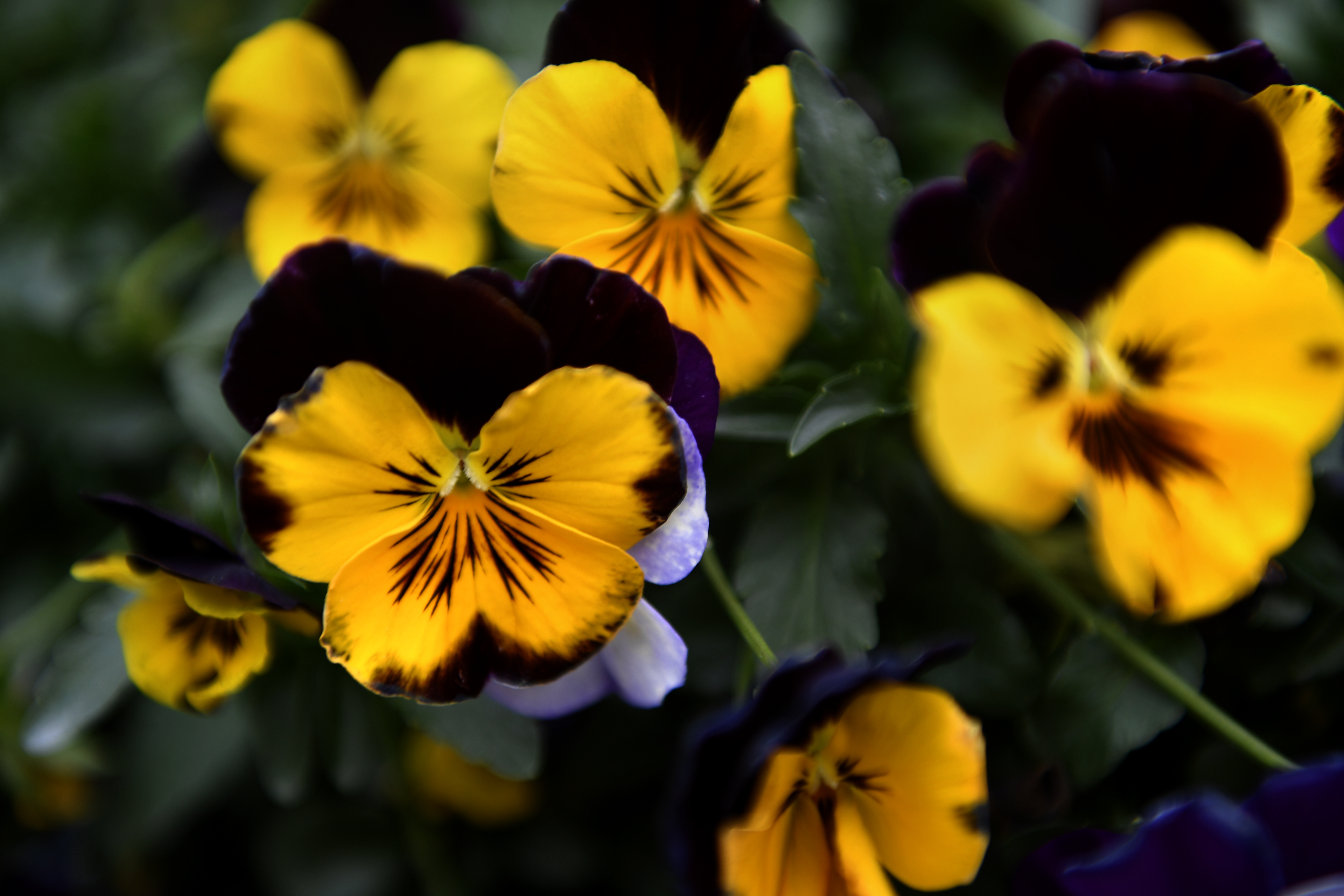 Pansies persist through Colorado's whiplash weather, colorful faces ...