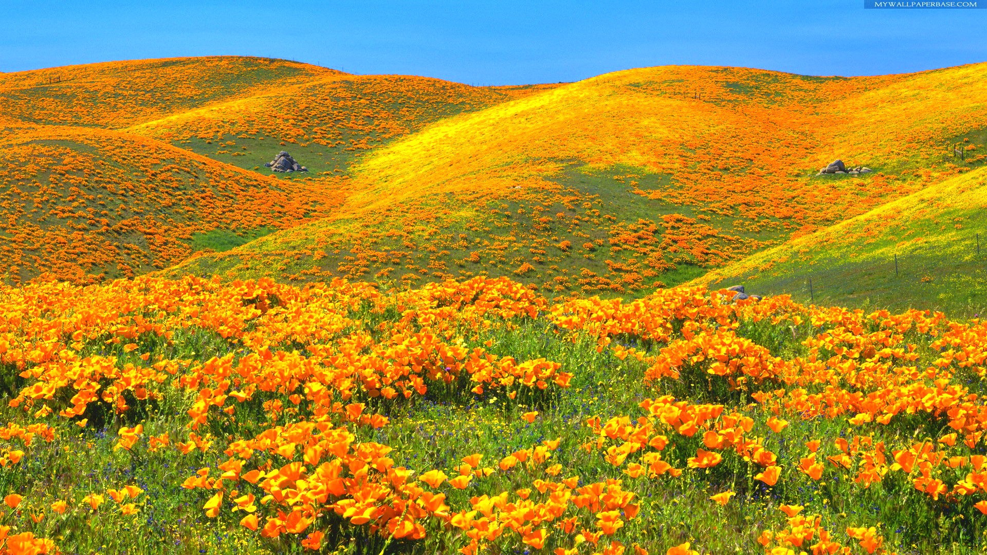 Flowers: Splendor Paradise Sky Colors Wild Mountains Yellow Flowers ...