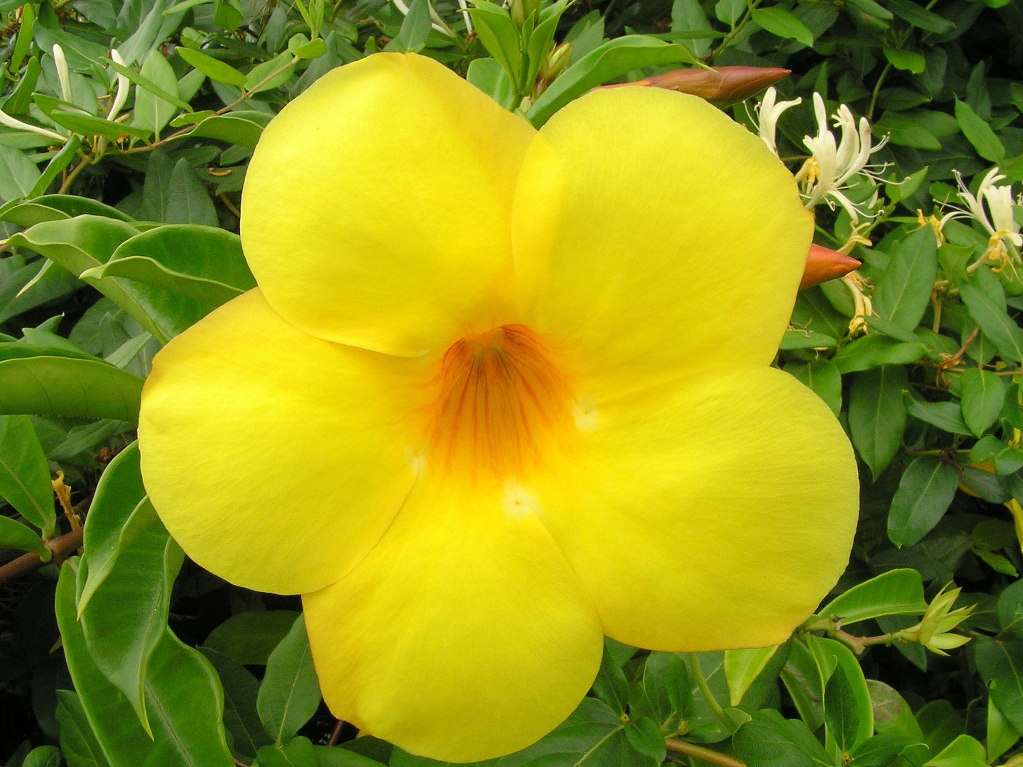 Flowers: Yellow Flower Leaves Bright Petals Green Large Nature ...