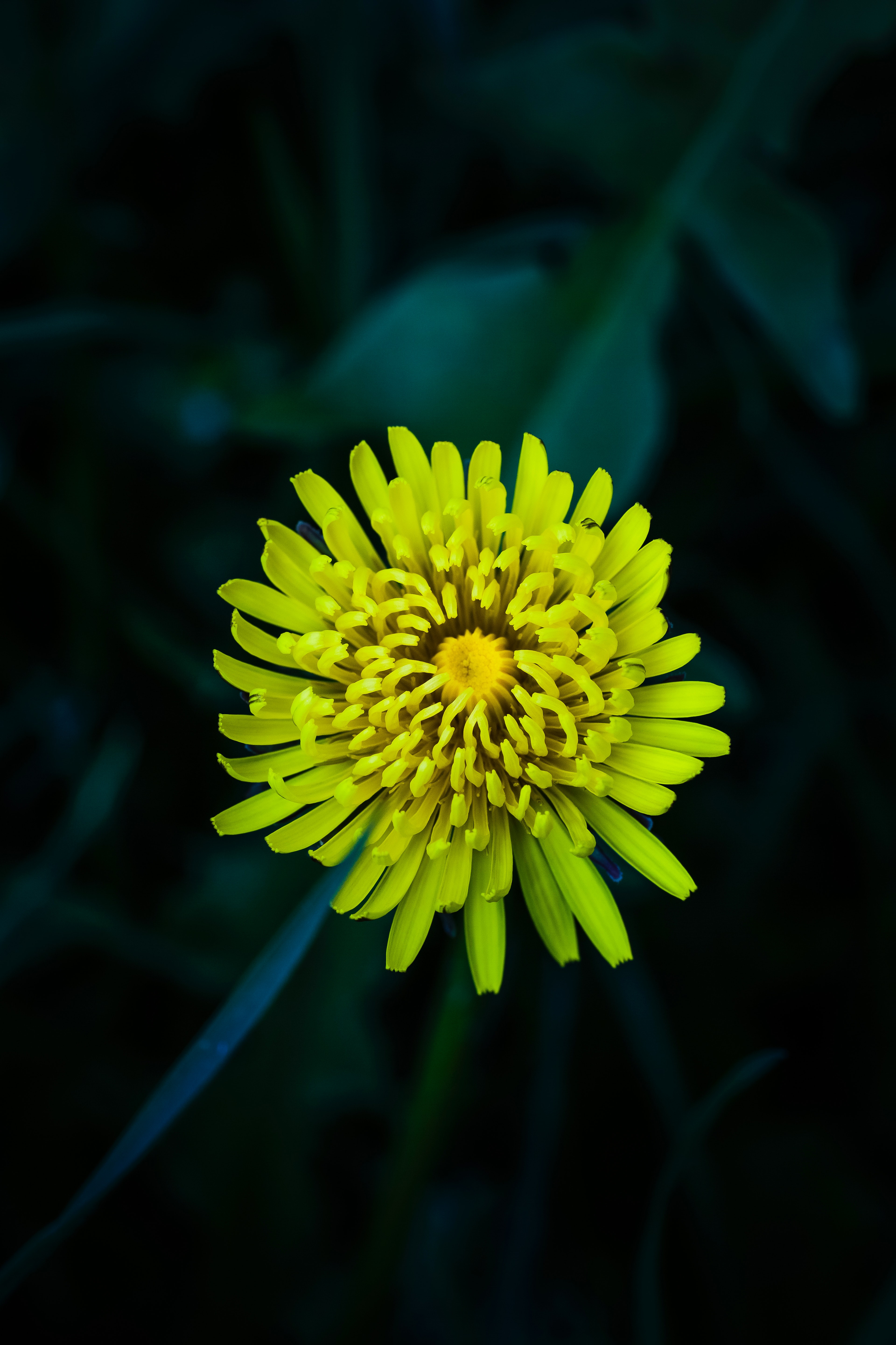 Yellow petaled flower photo